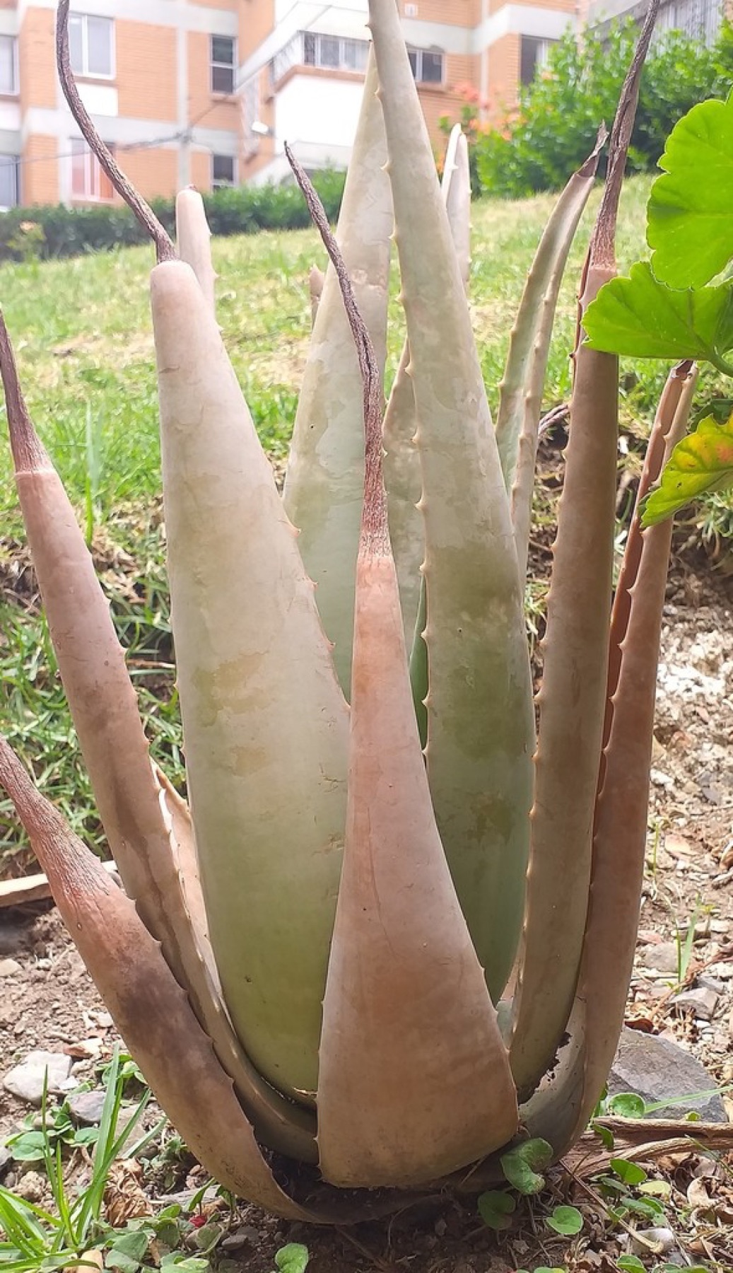 Aloe Vera — photo 15
