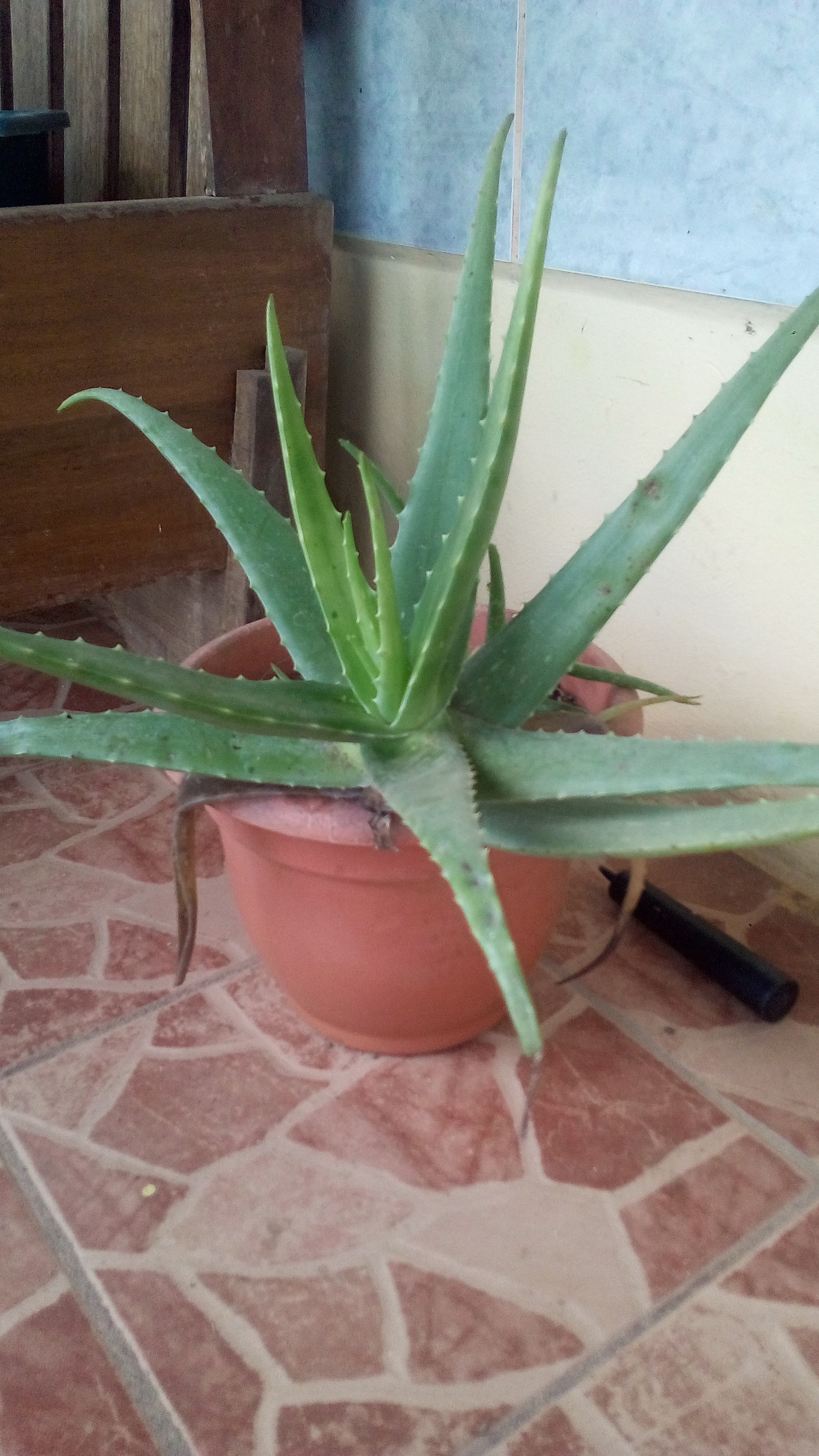 Aloe Vera — photo 23