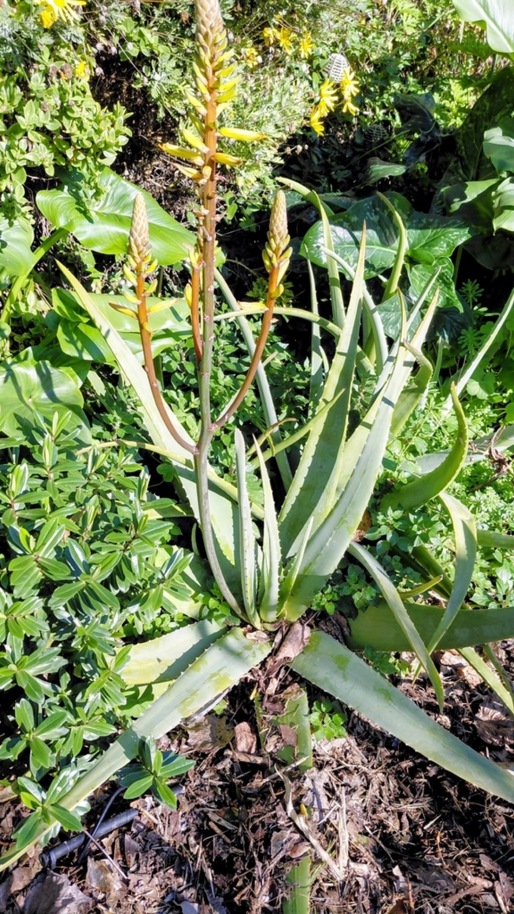 Aloe Vera — photo 16