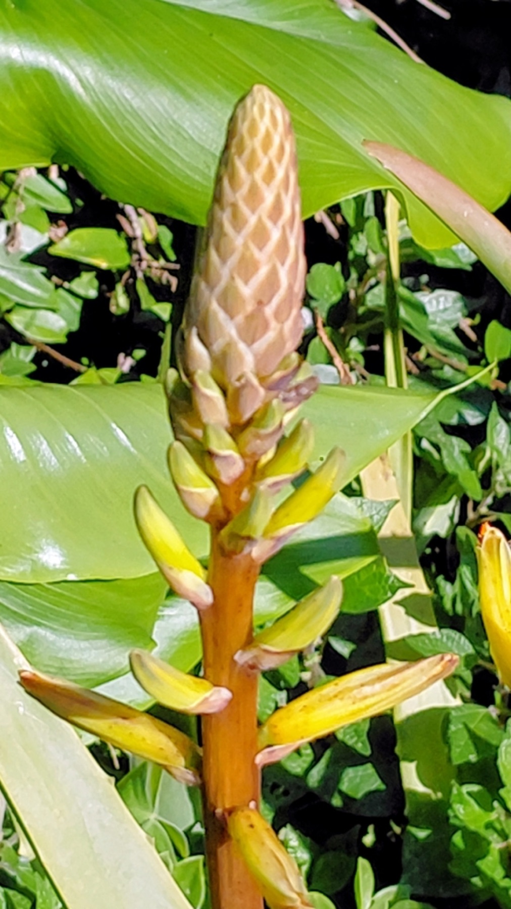 Aloe Vera — photo 17