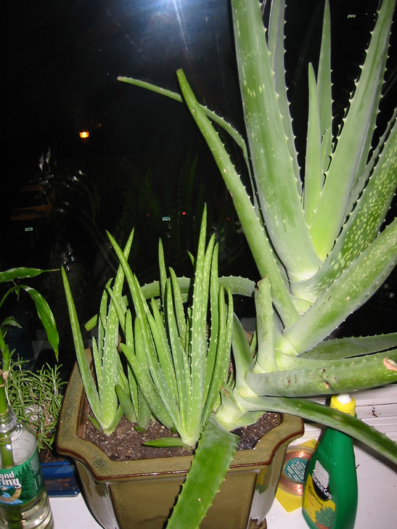 Aloe Vera — photo 18