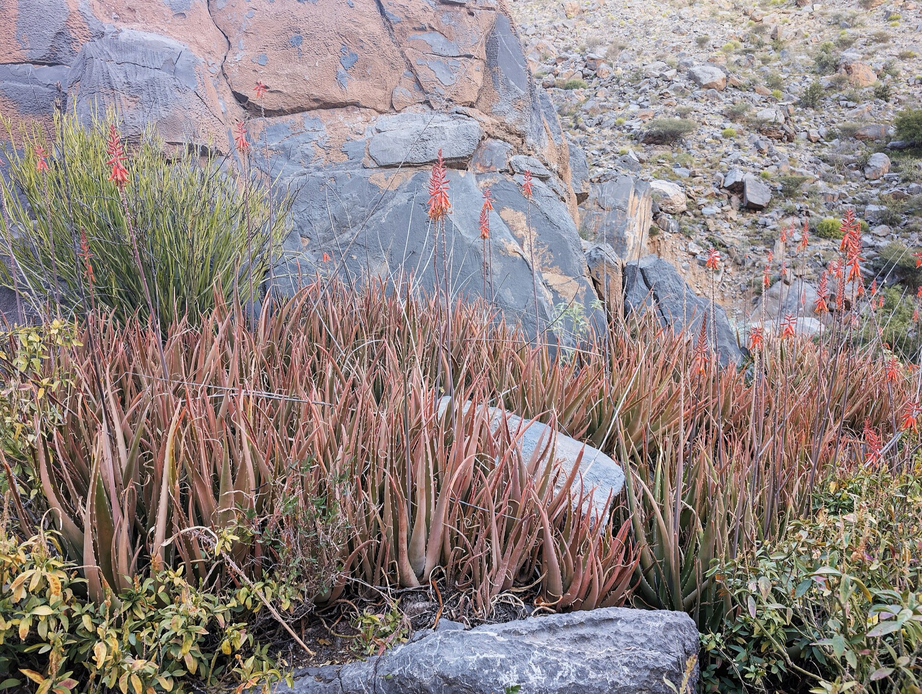 Aloe Vera — photo 19