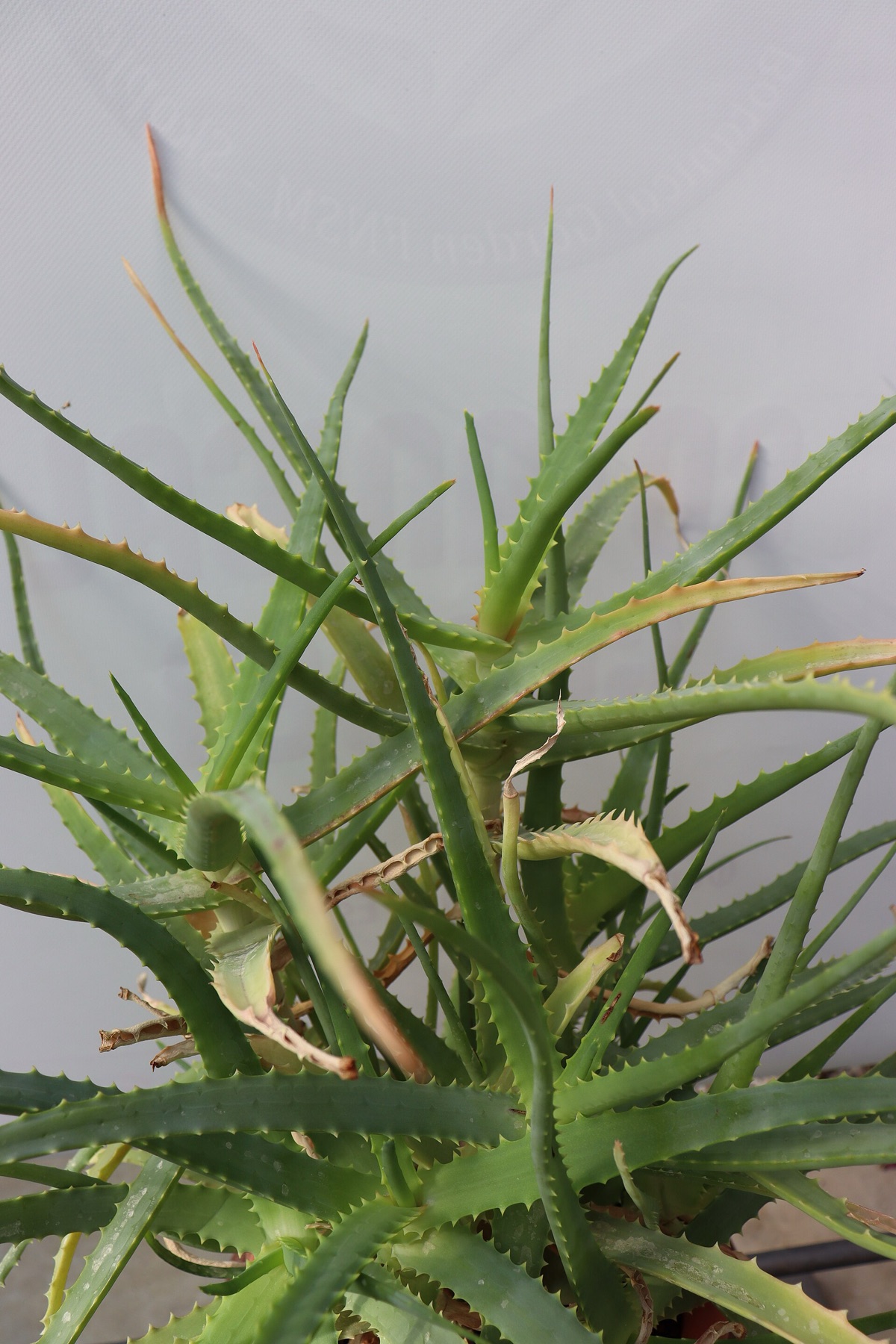 Aloe Vera — photo 20