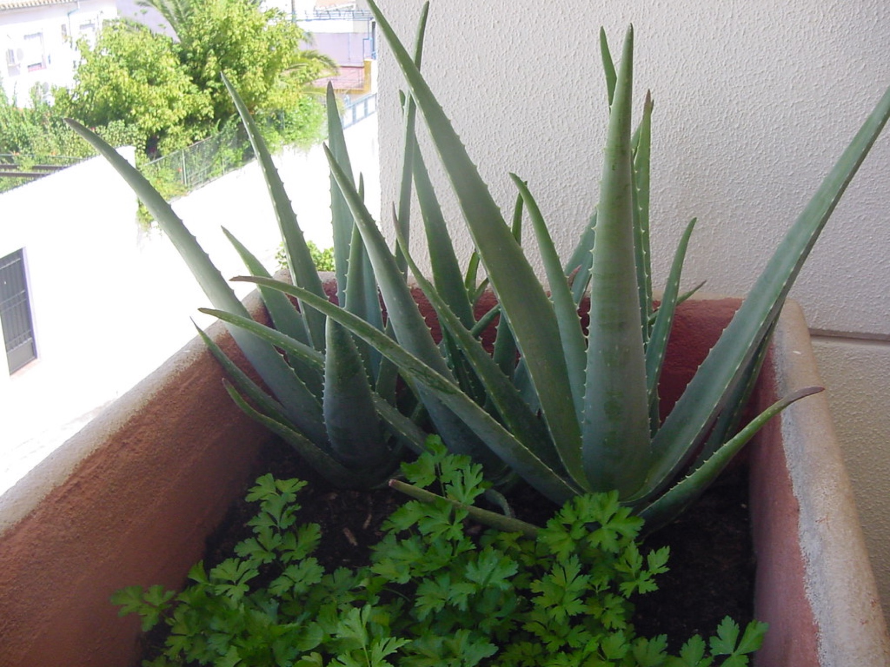 Aloe Vera — photo 21