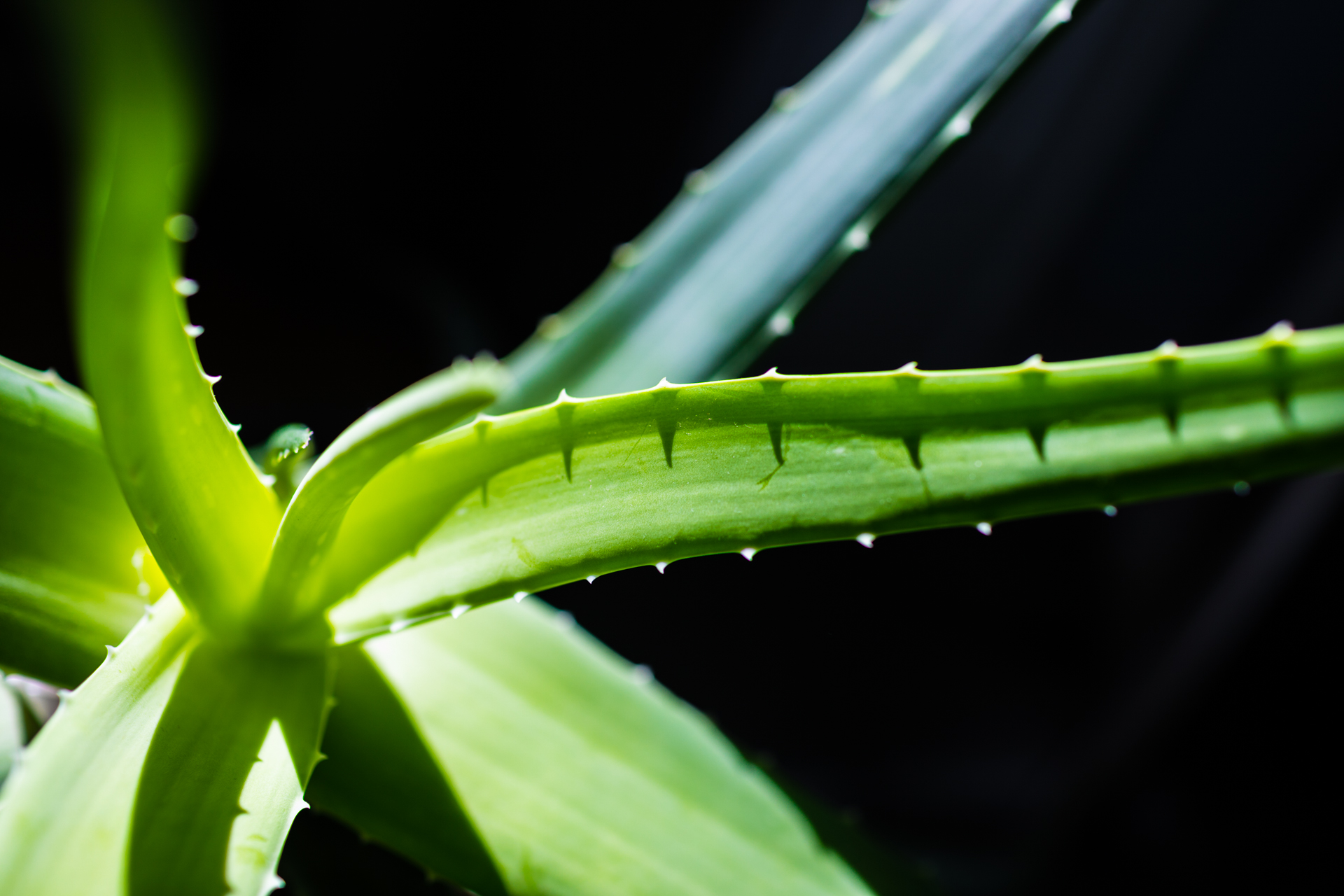 Aloe Vera — photo 24