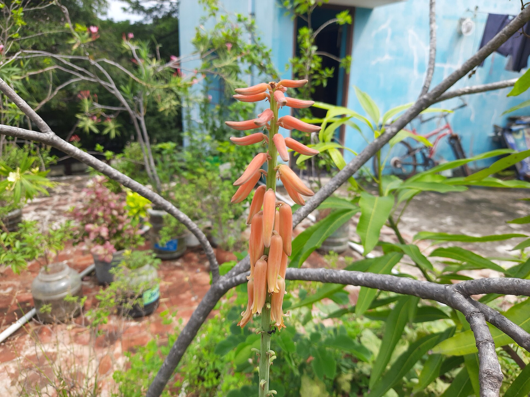 Aloe Vera — photo 1