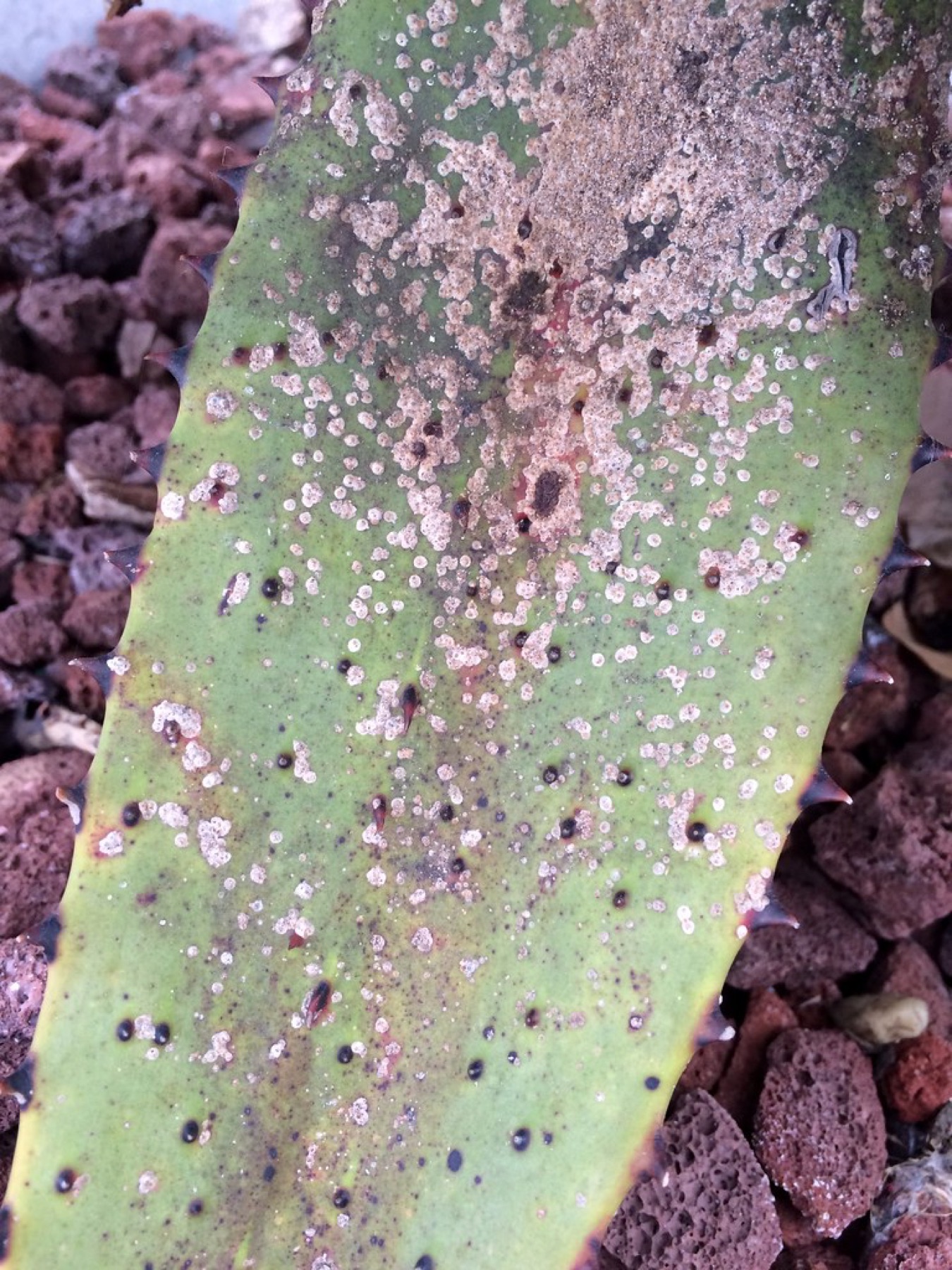 Aloe Vera — photo 2