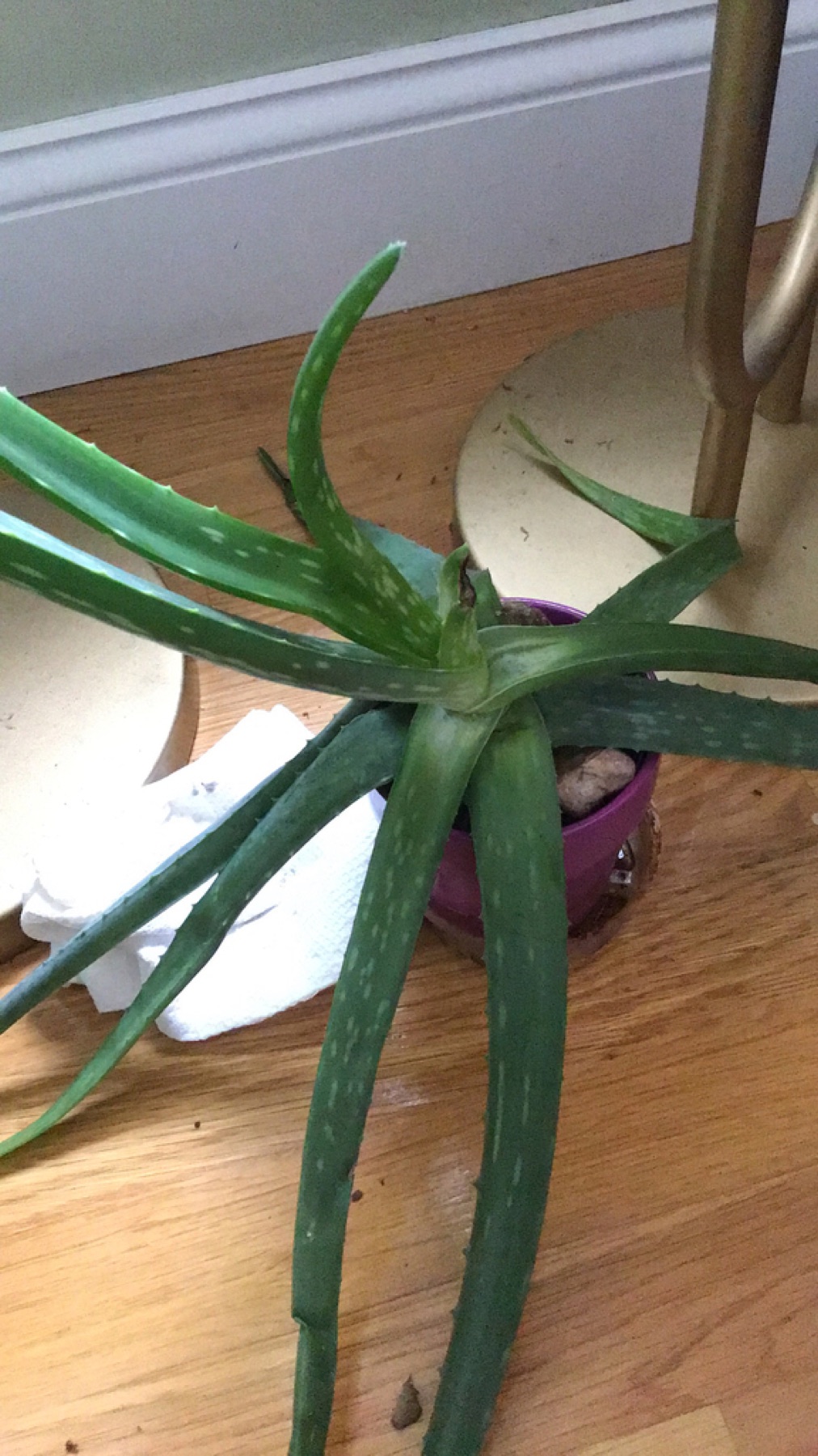 Aloe Vera — photo 3