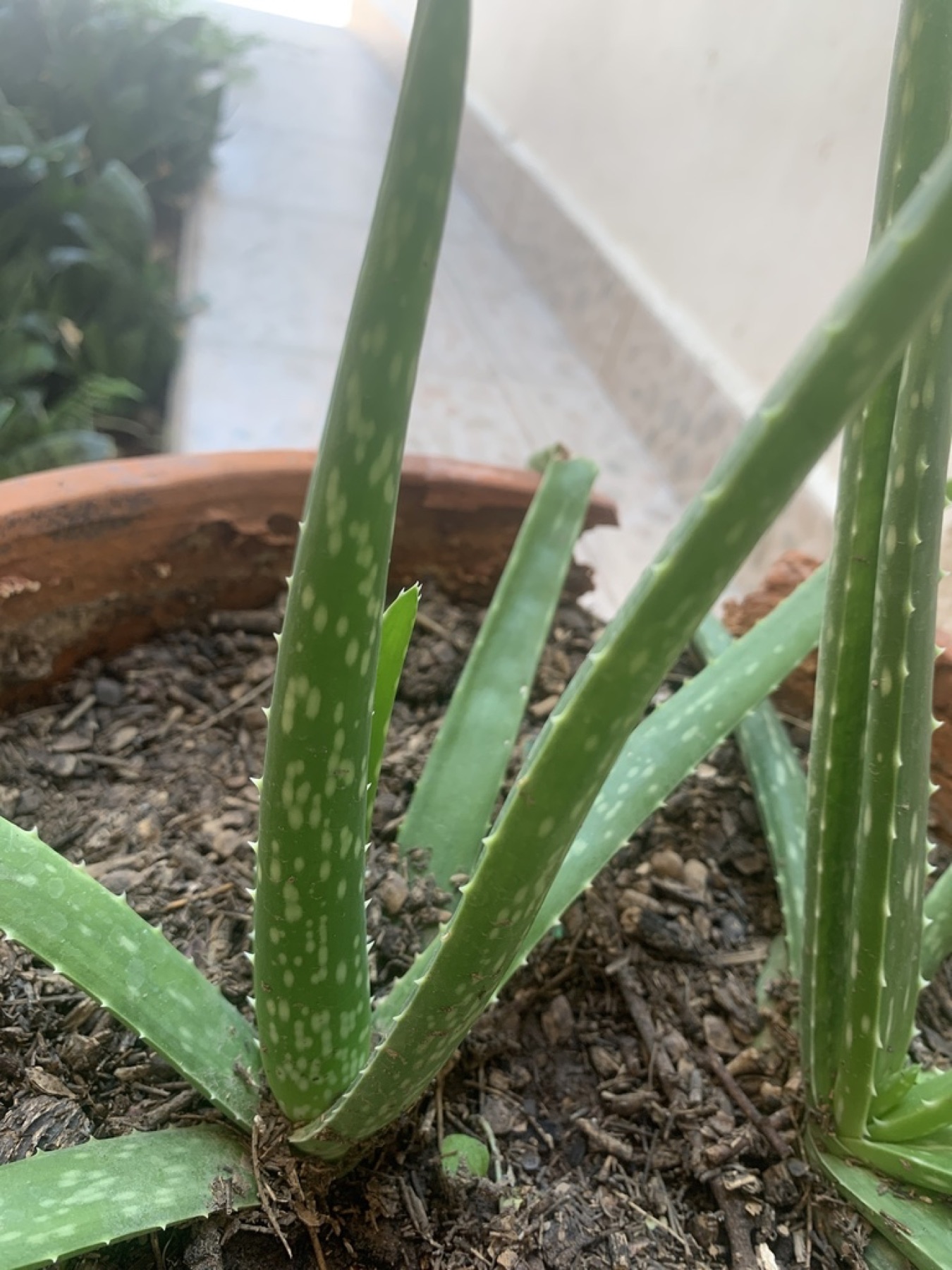 Aloe Vera — photo 4