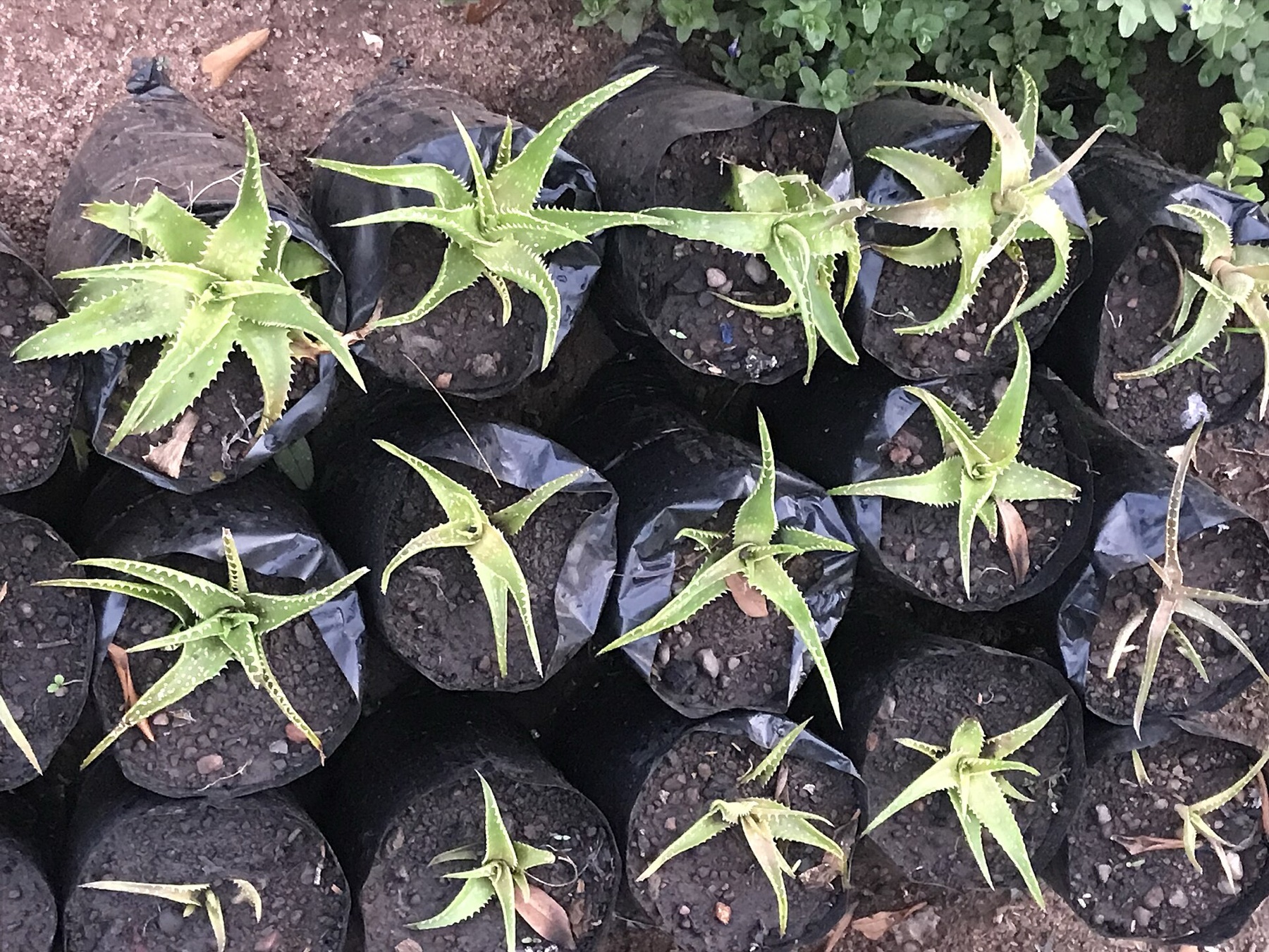 Aloe Vera — photo 5