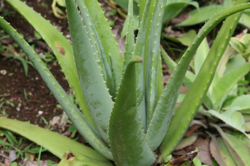 Aloe Vera — photo 22