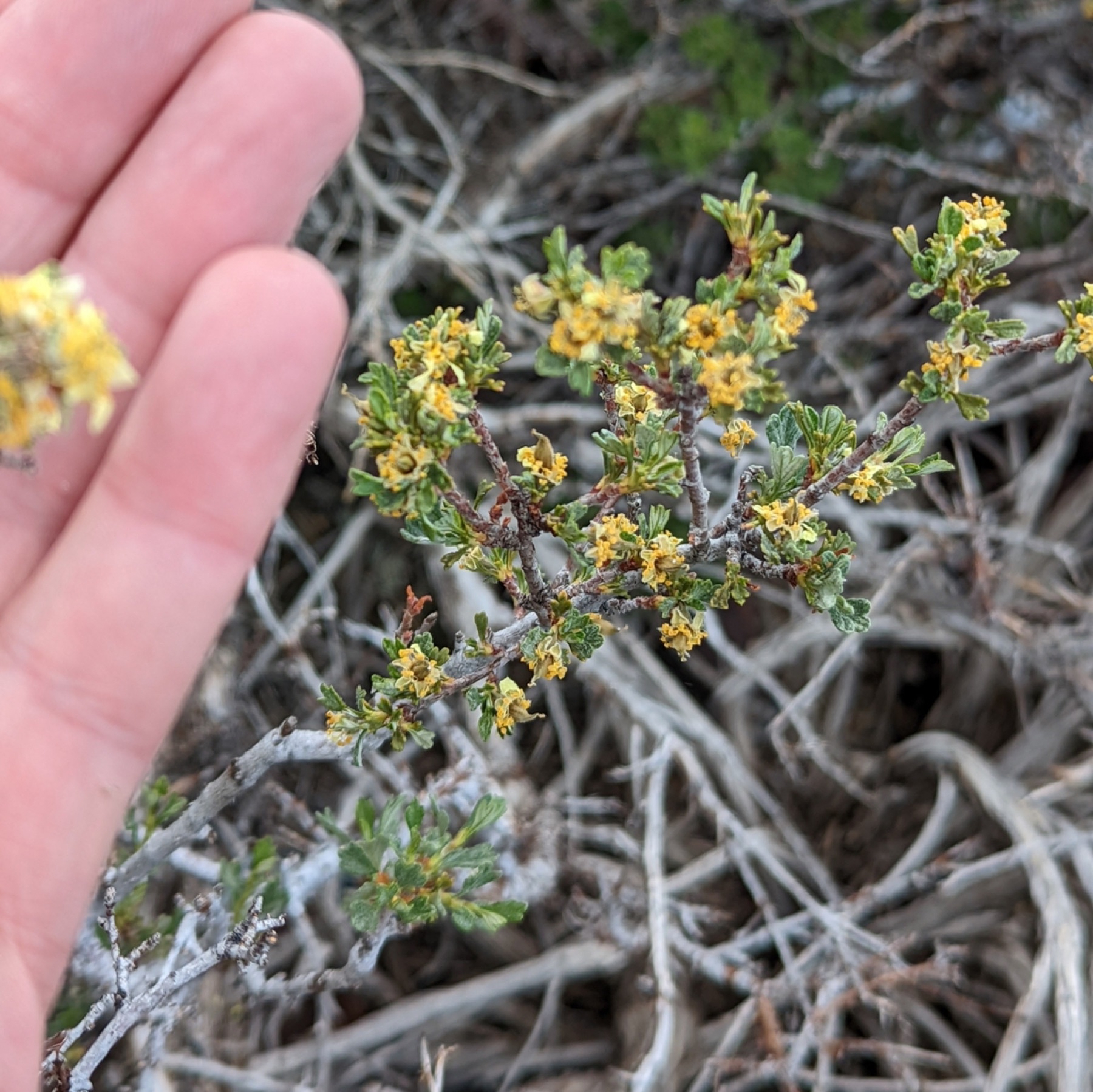 Antelope Bitterbrush — photo 6