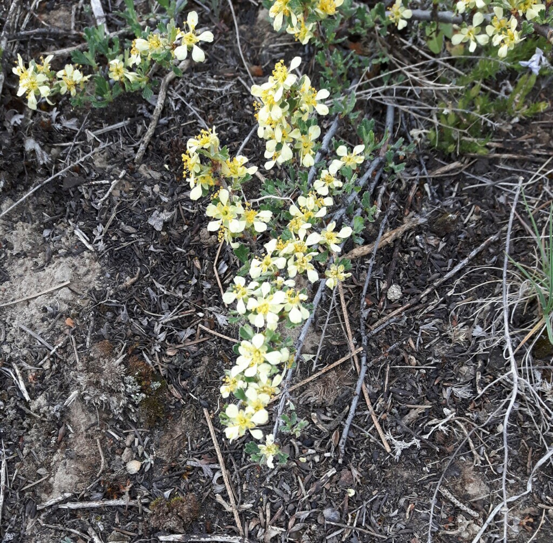 Antelope Bitterbrush — photo 7