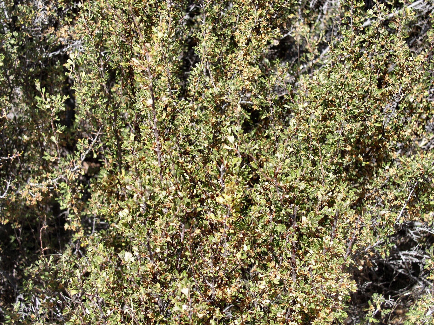 Antelope Bitterbrush — photo 8