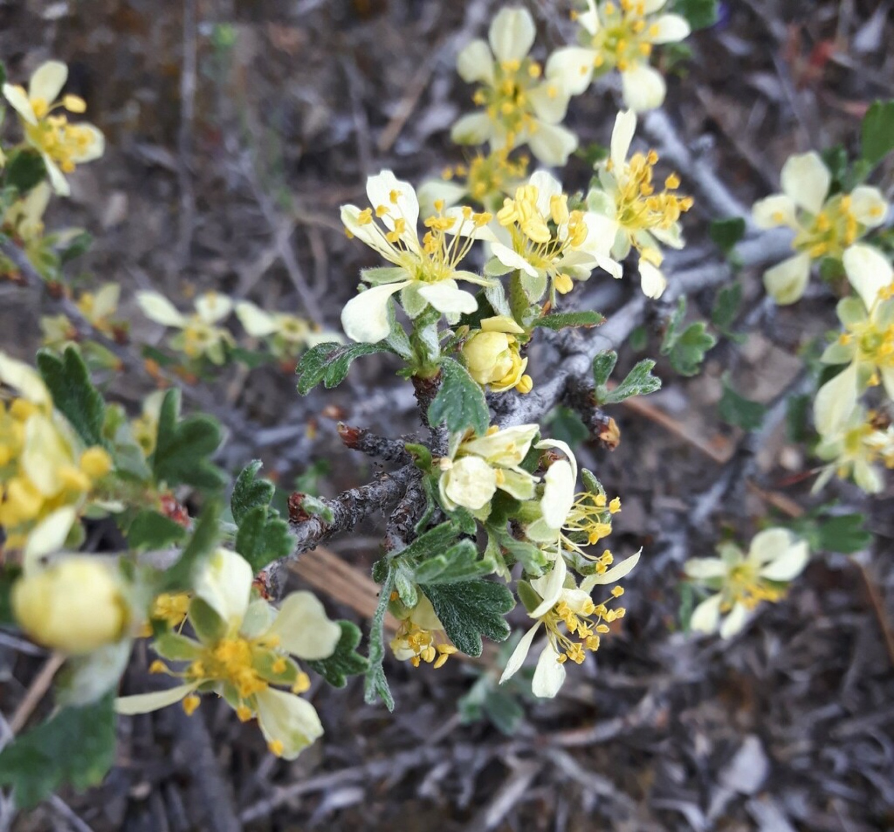 Antelope Bitterbrush — photo 9
