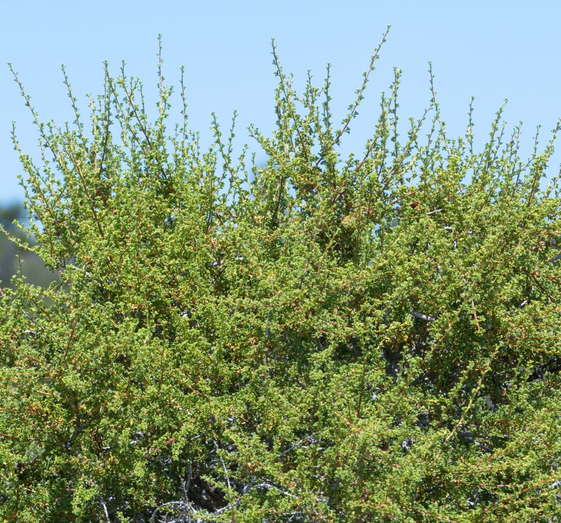 Antelope Bitterbrush — photo 10