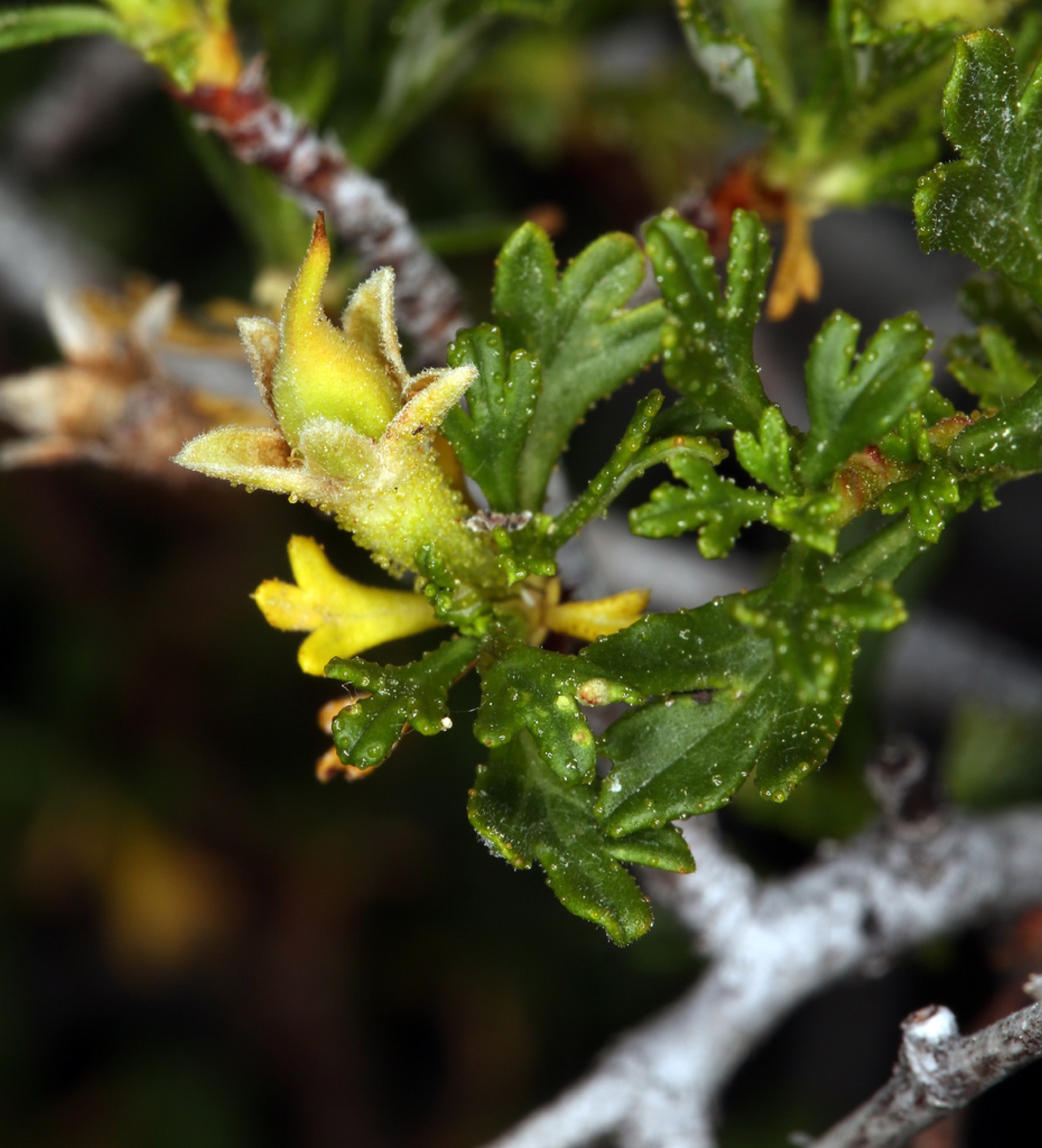 Antelope Bitterbrush — photo 11