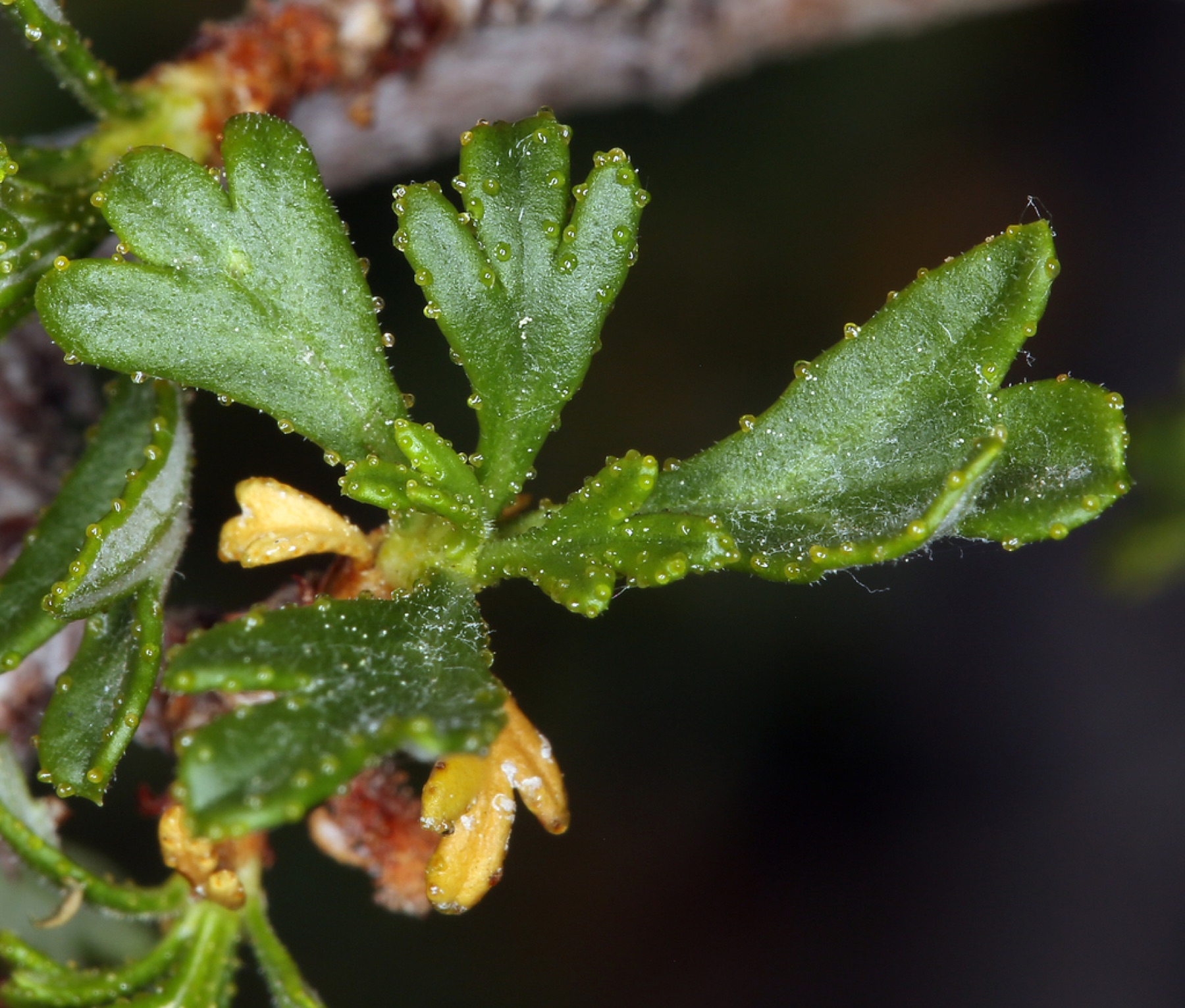 Antelope Bitterbrush — photo 12