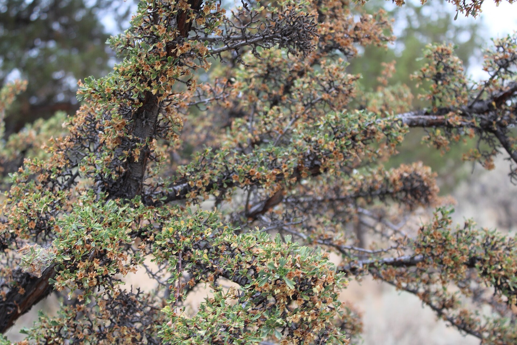 Antelope Bitterbrush — photo 14