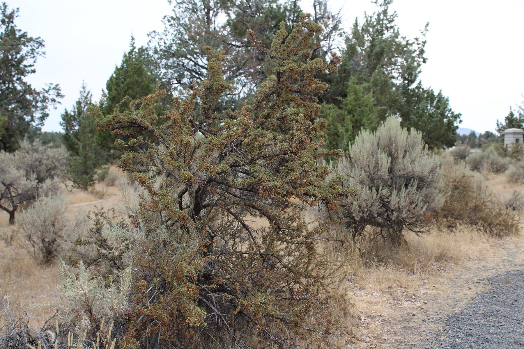 Antelope Bitterbrush — photo 15
