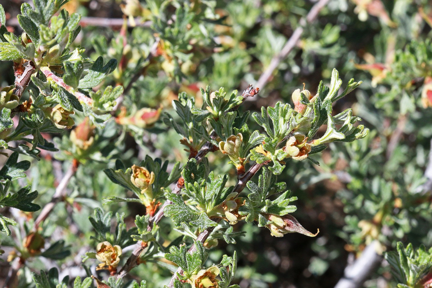 Antelope Bitterbrush — photo 16