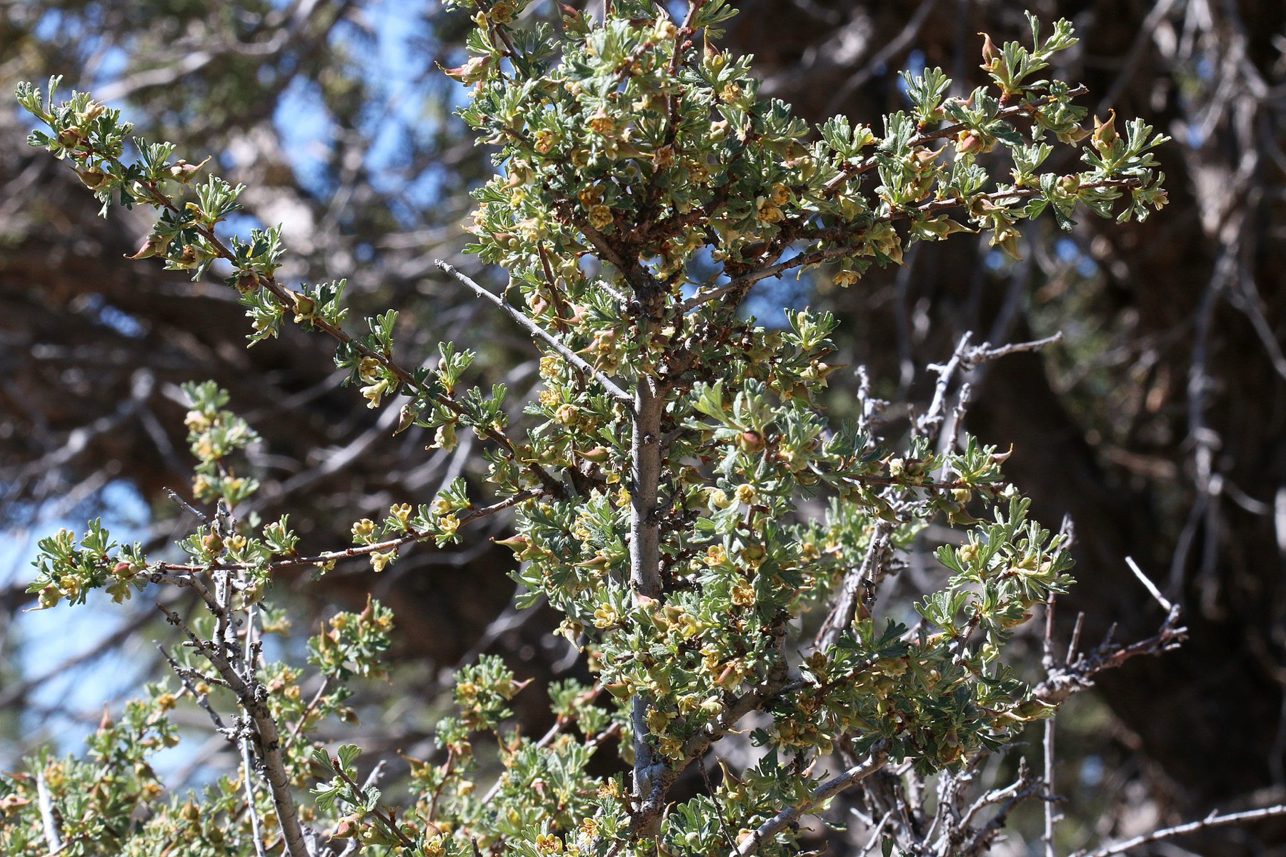 Antelope Bitterbrush — photo 17