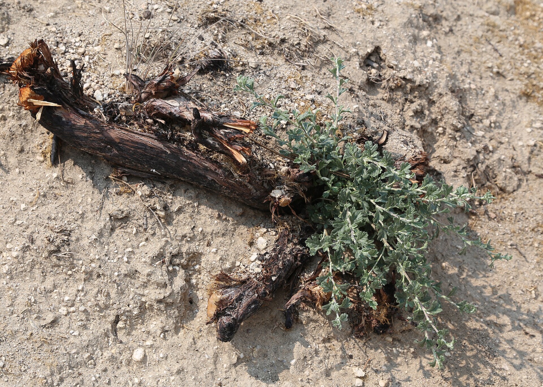 Antelope Bitterbrush — photo 18