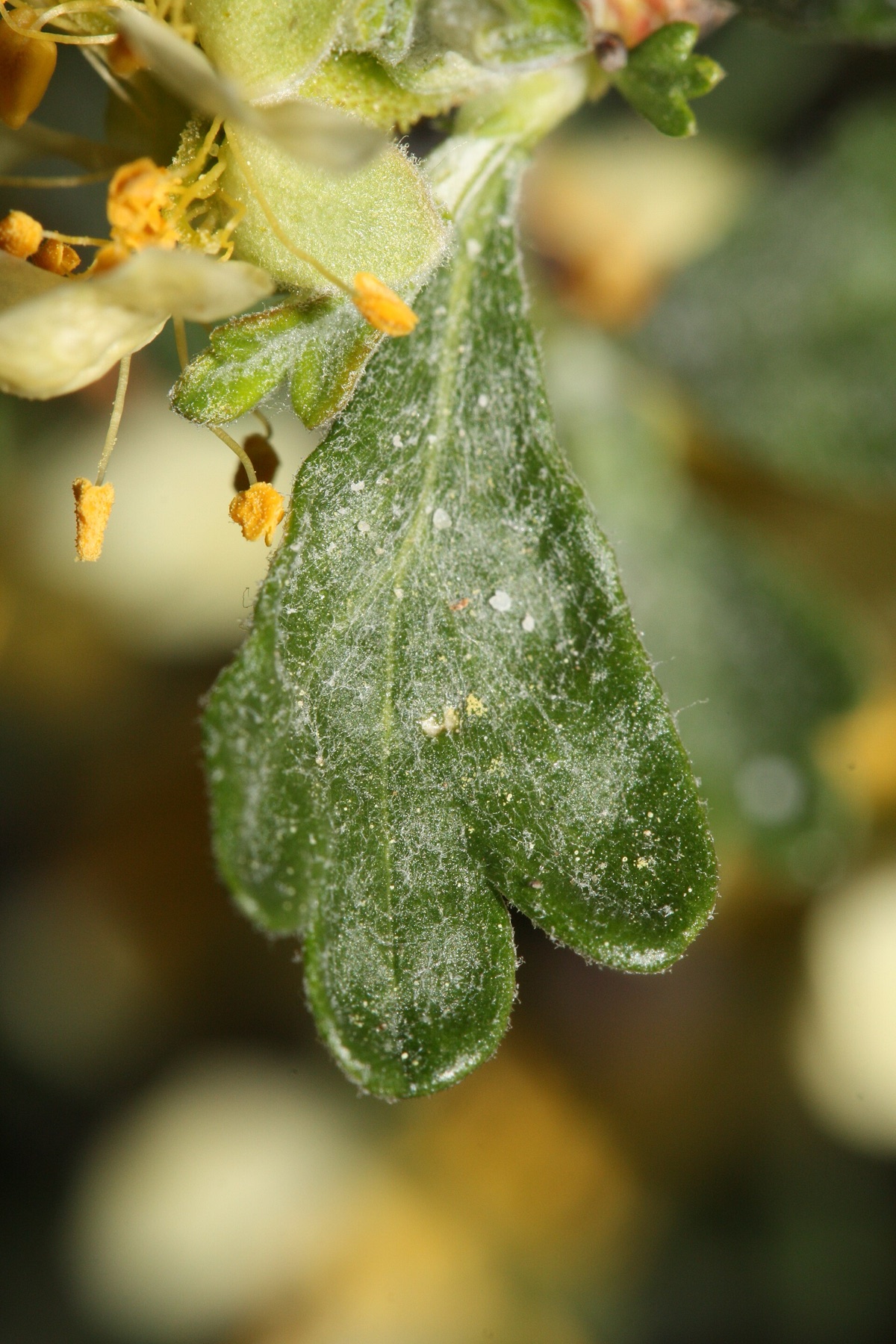 Antelope Bitterbrush — photo 19