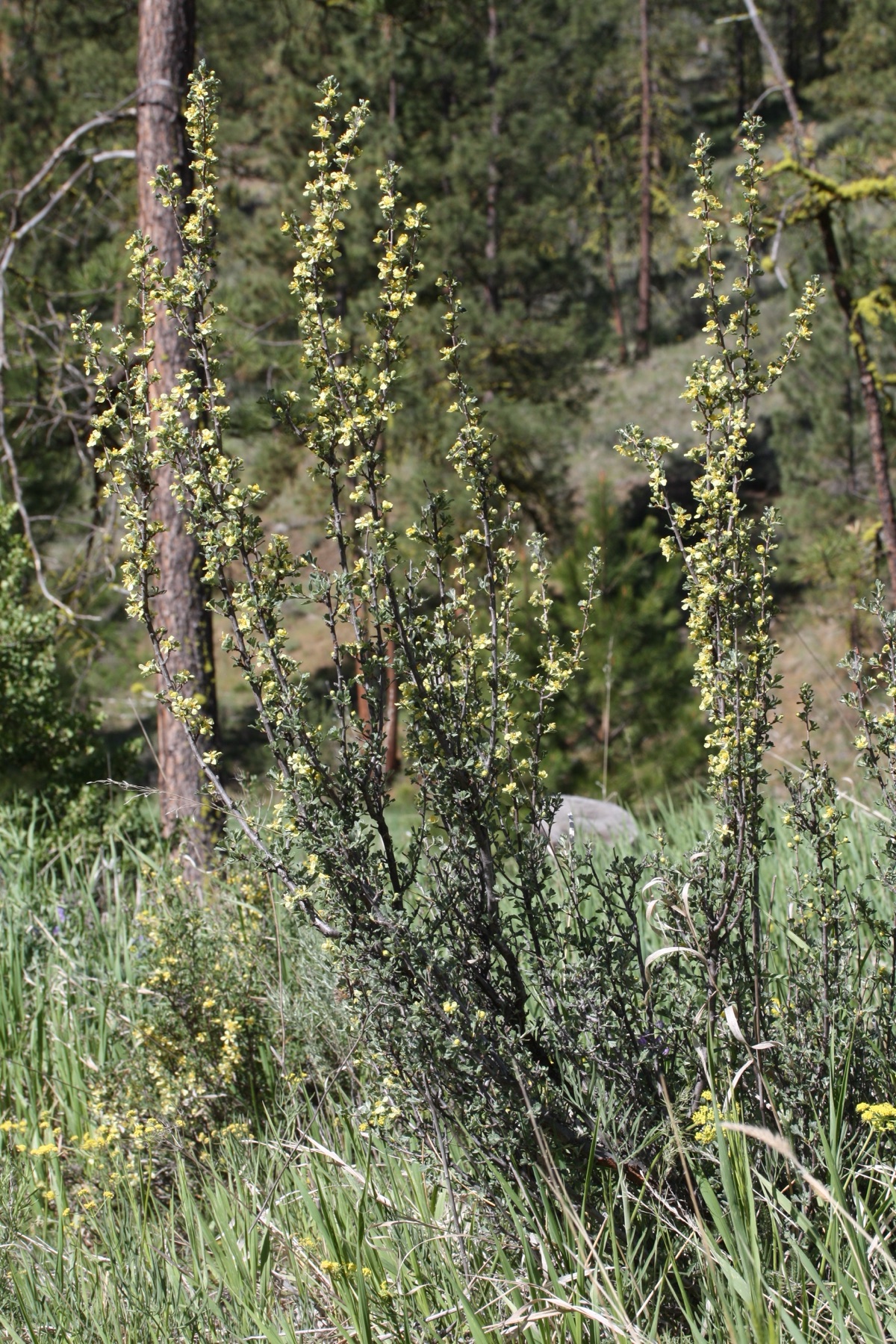 Antelope Bitterbrush — photo 20
