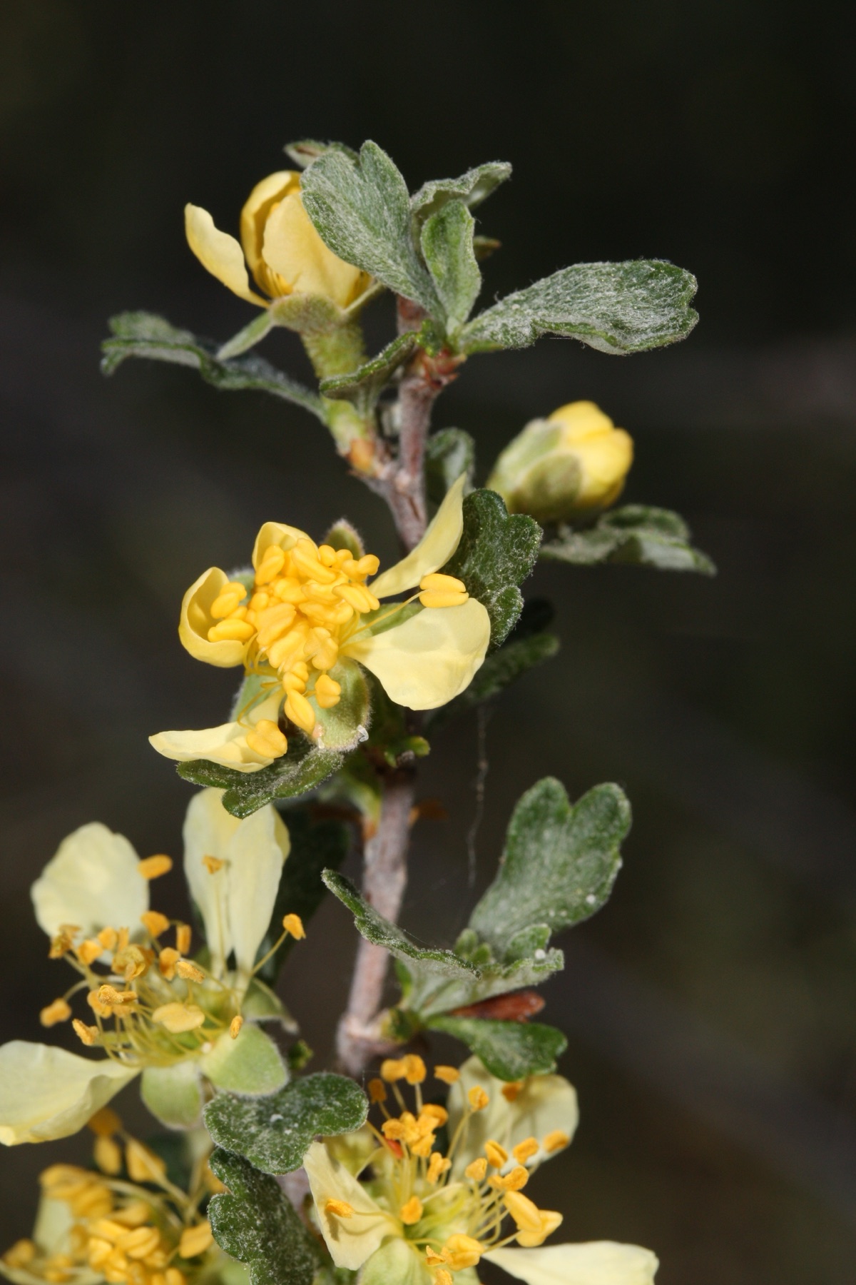 Antelope Bitterbrush — photo 21