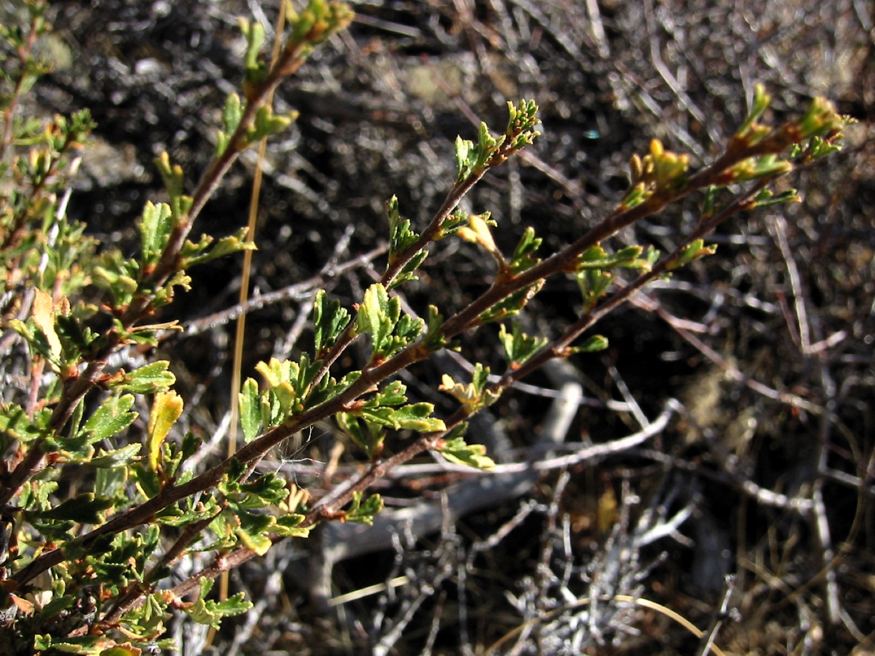 Antelope Bitterbrush — photo 22