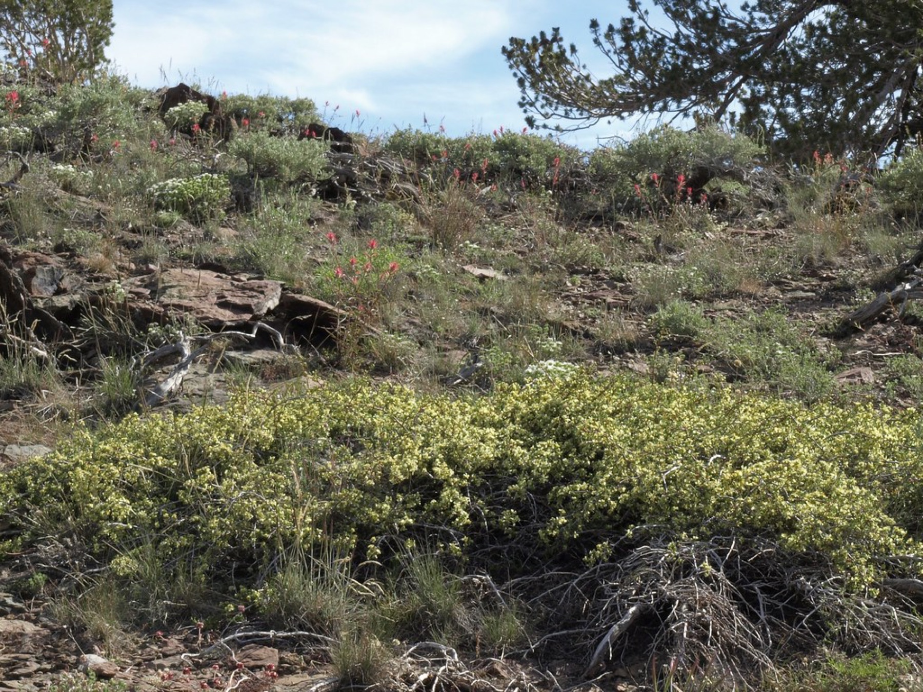 Antelope Bitterbrush — photo 23