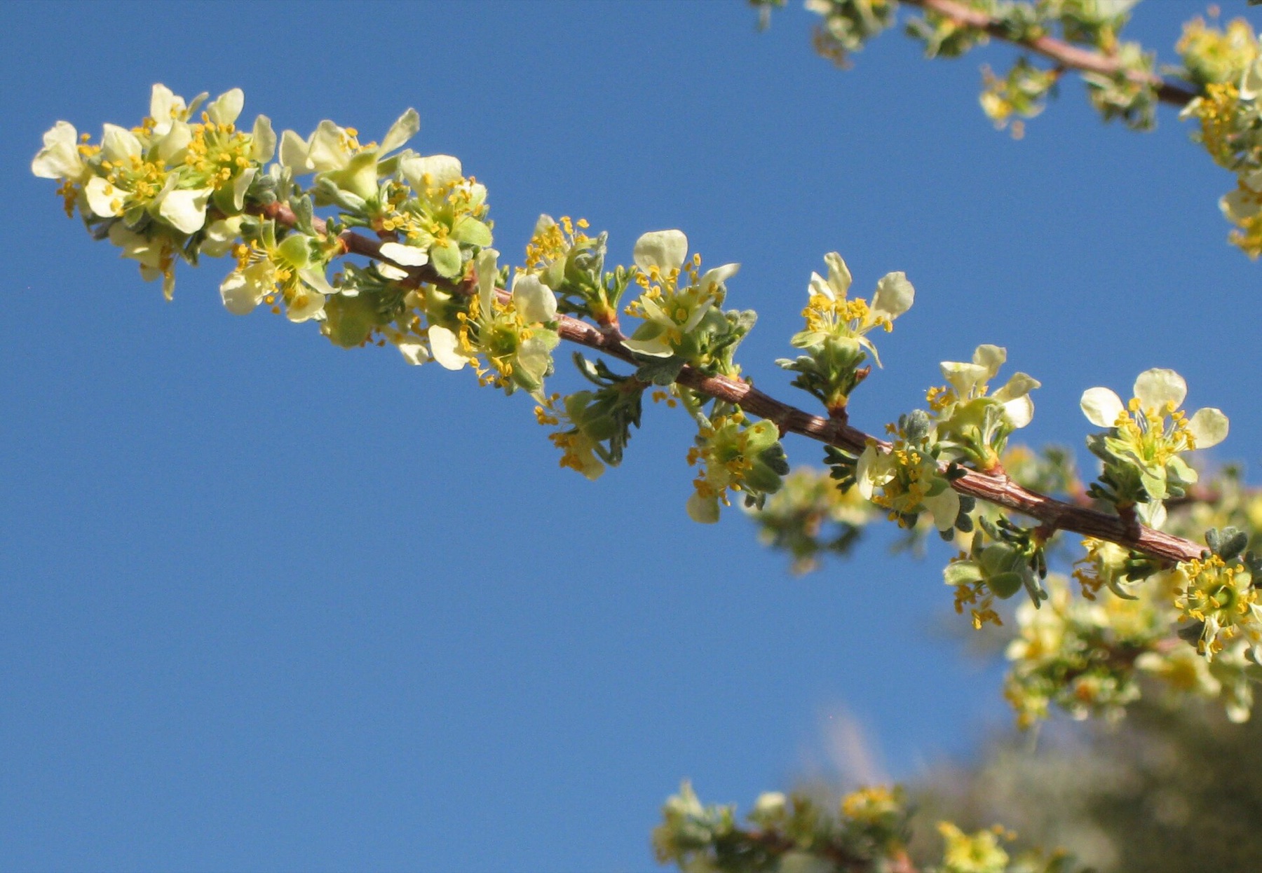 Antelope Bitterbrush