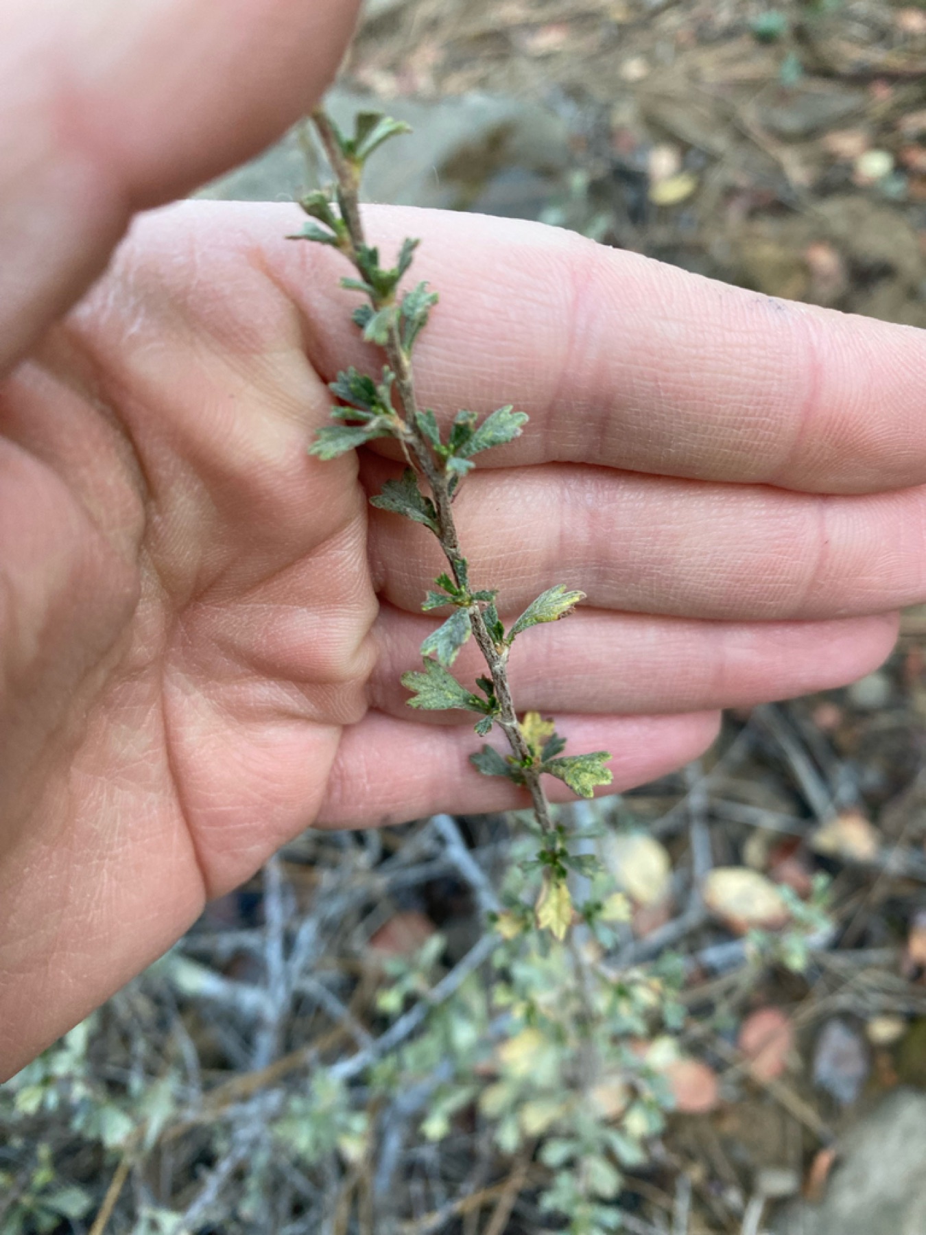 Antelope Bitterbrush — photo 3