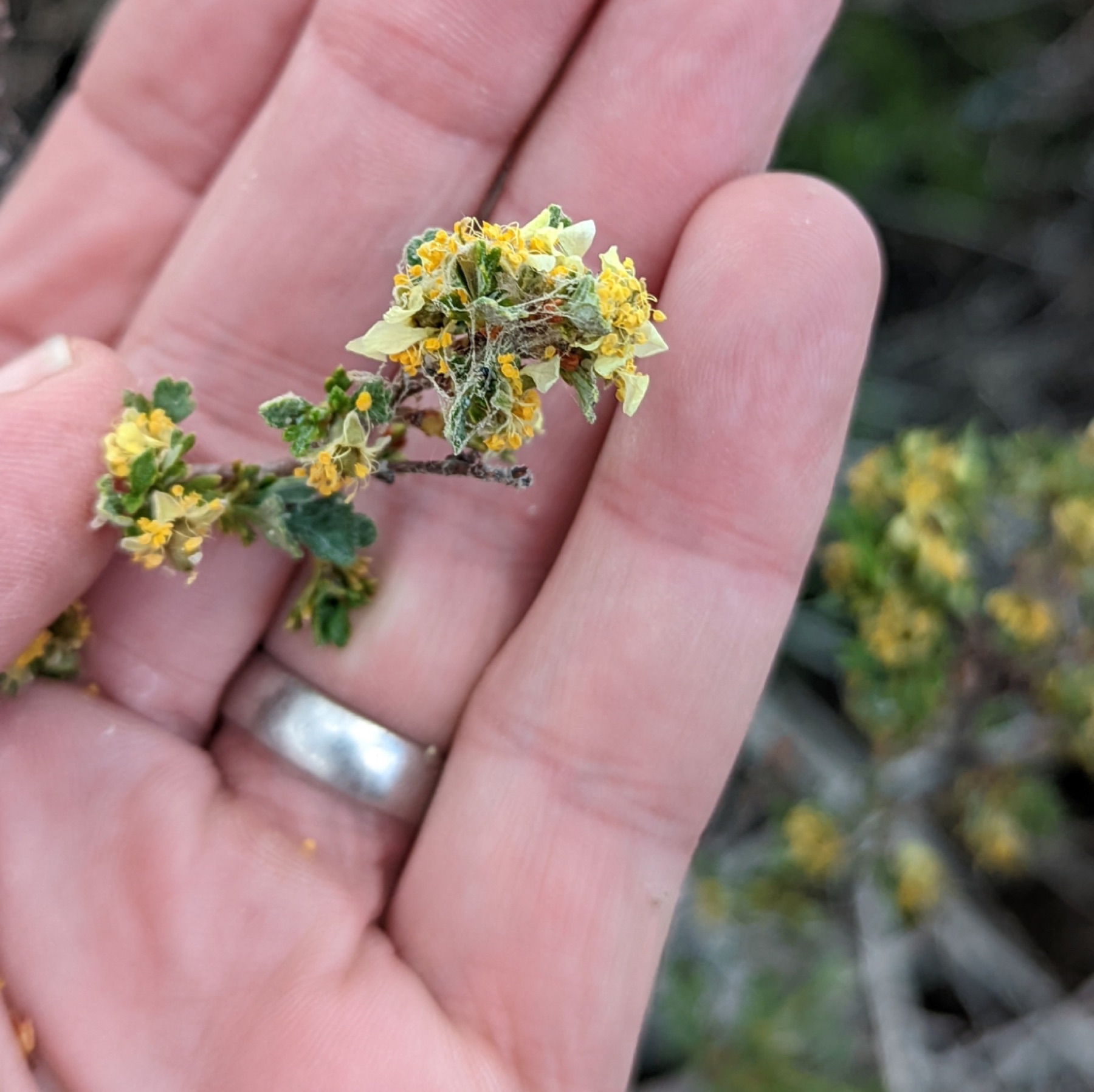 Antelope Bitterbrush — photo 5
