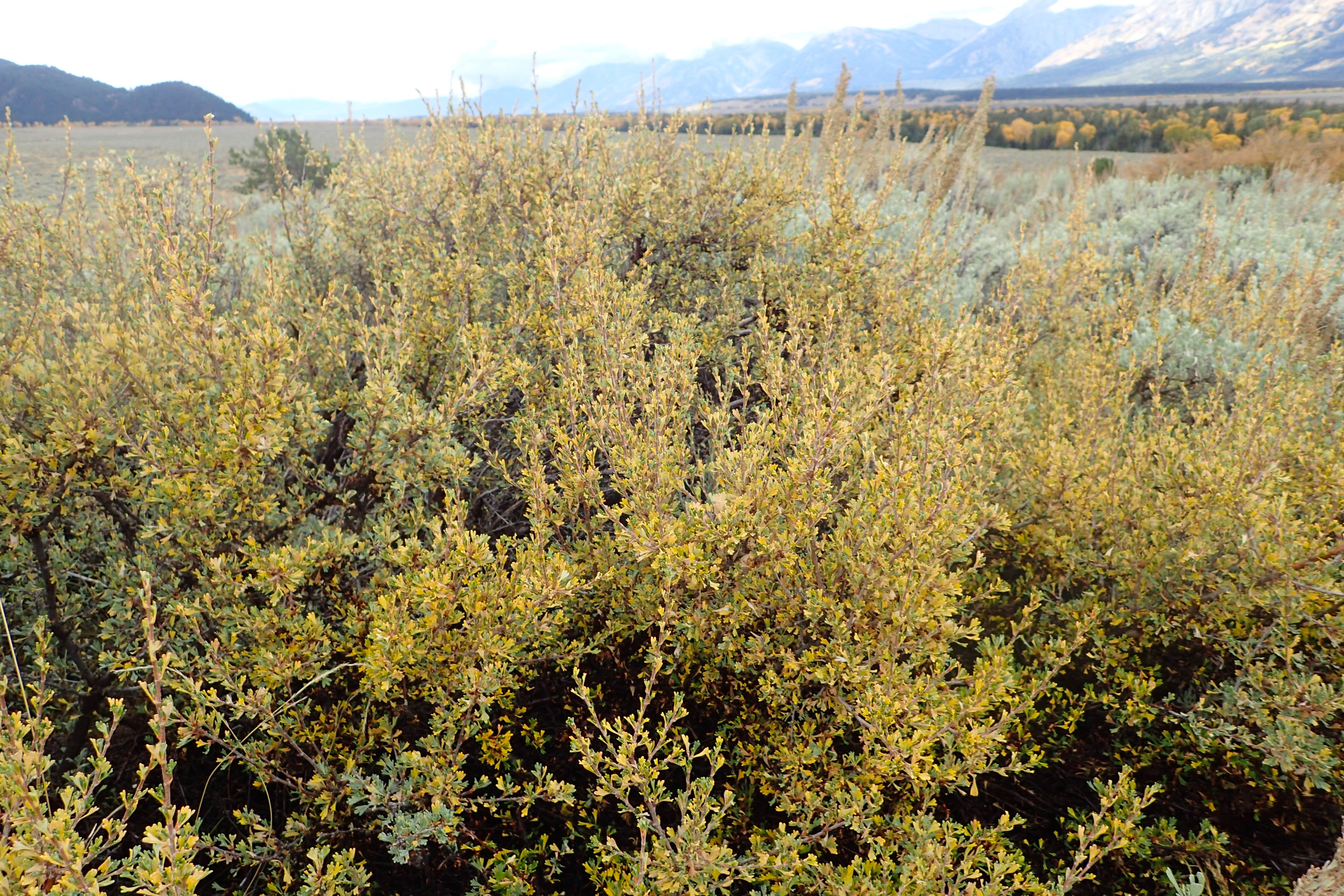 Antelope Bitterbrush — photo 24