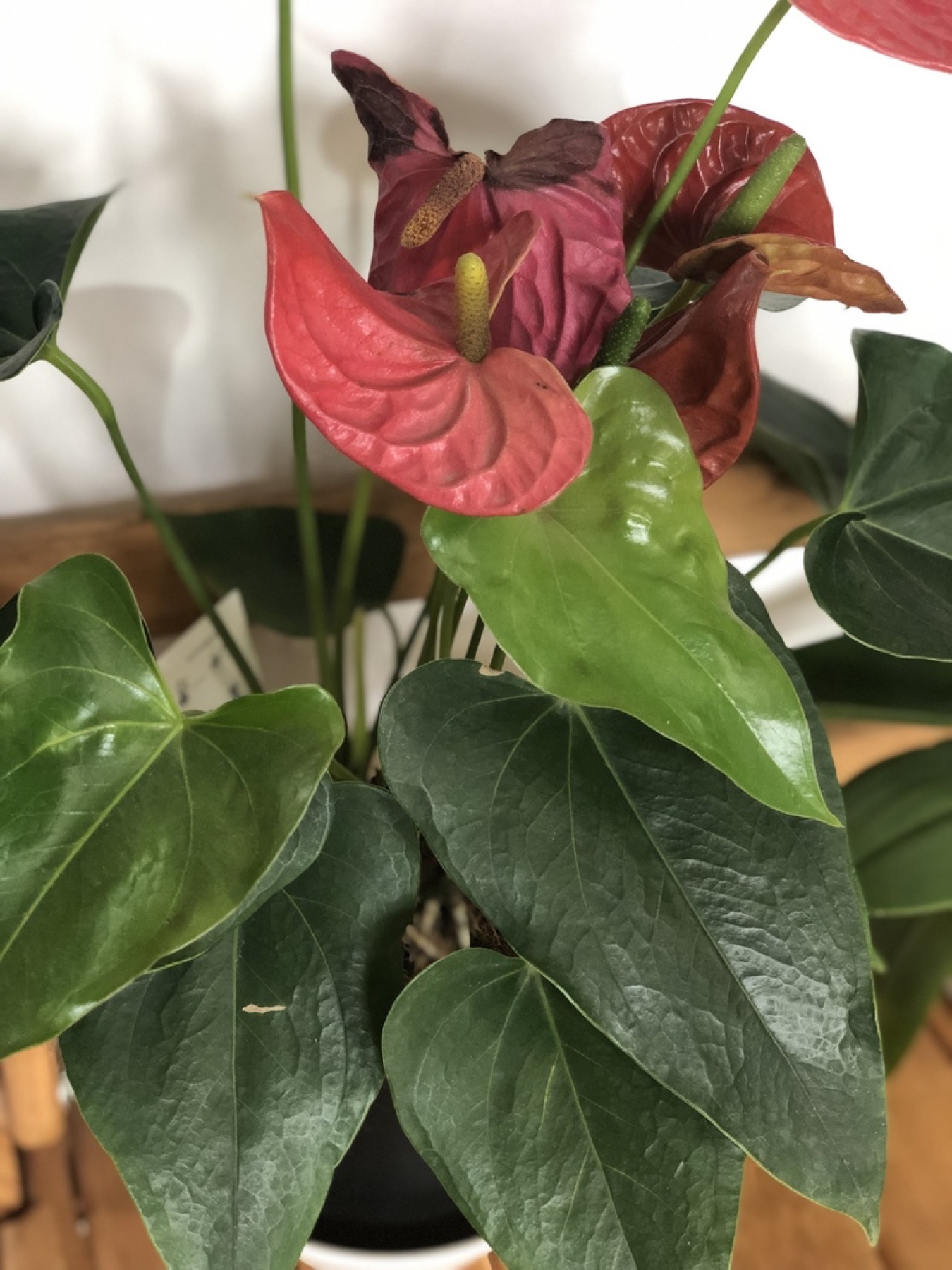 Anthurium — photo 6