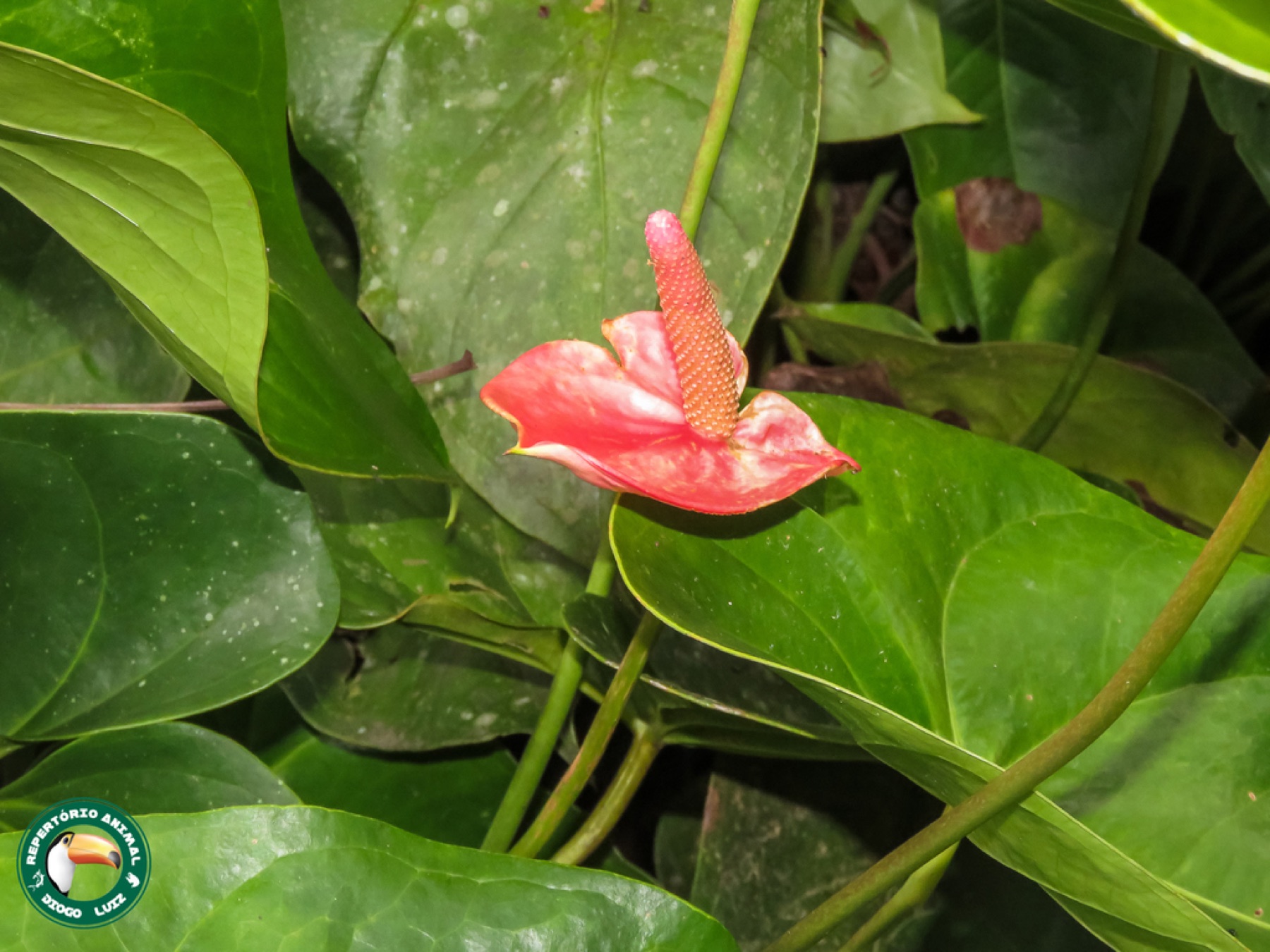 Anthurium — photo 7