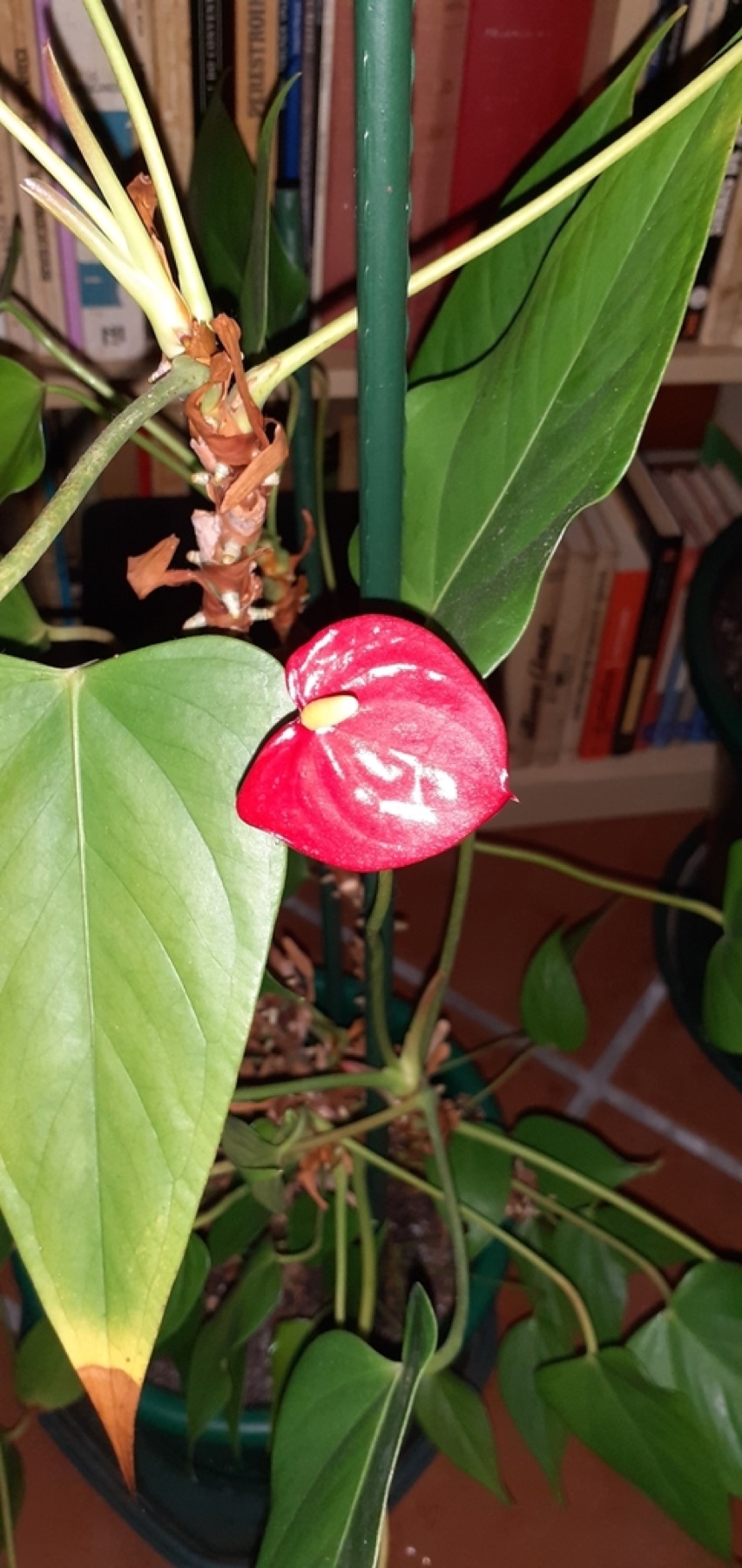 Anthurium — photo 8
