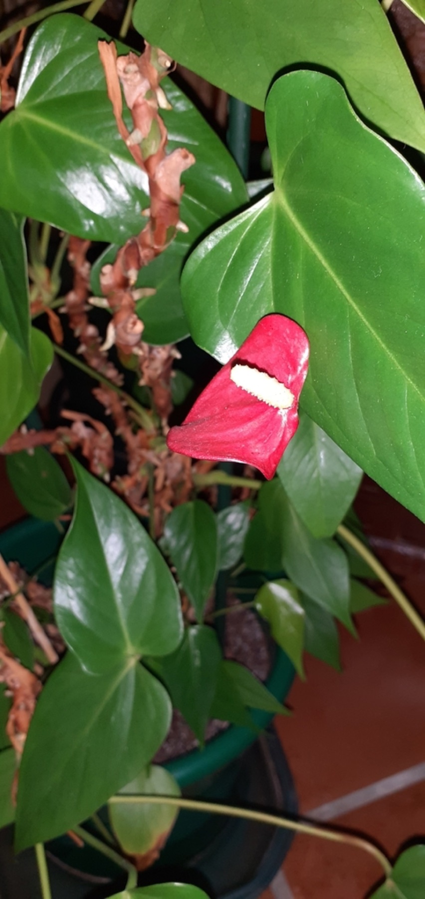 Anthurium — photo 9