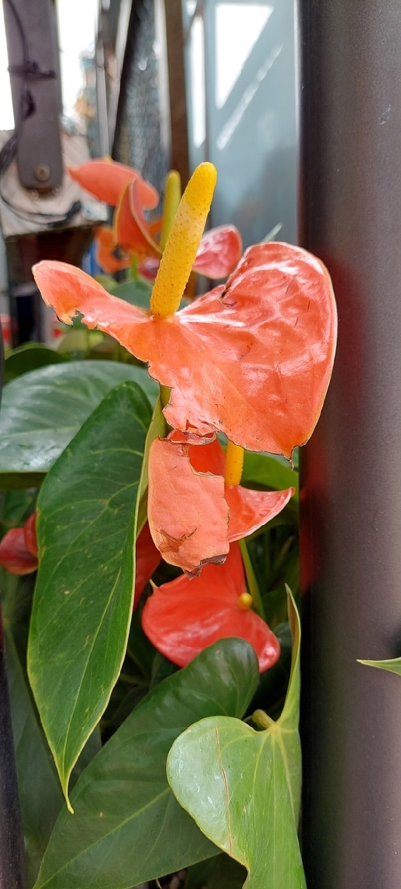 Anthurium — photo 10