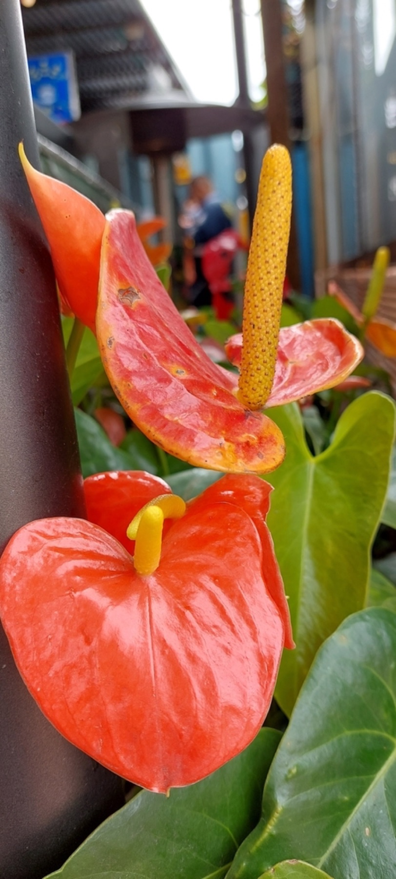 Anthurium — photo 11