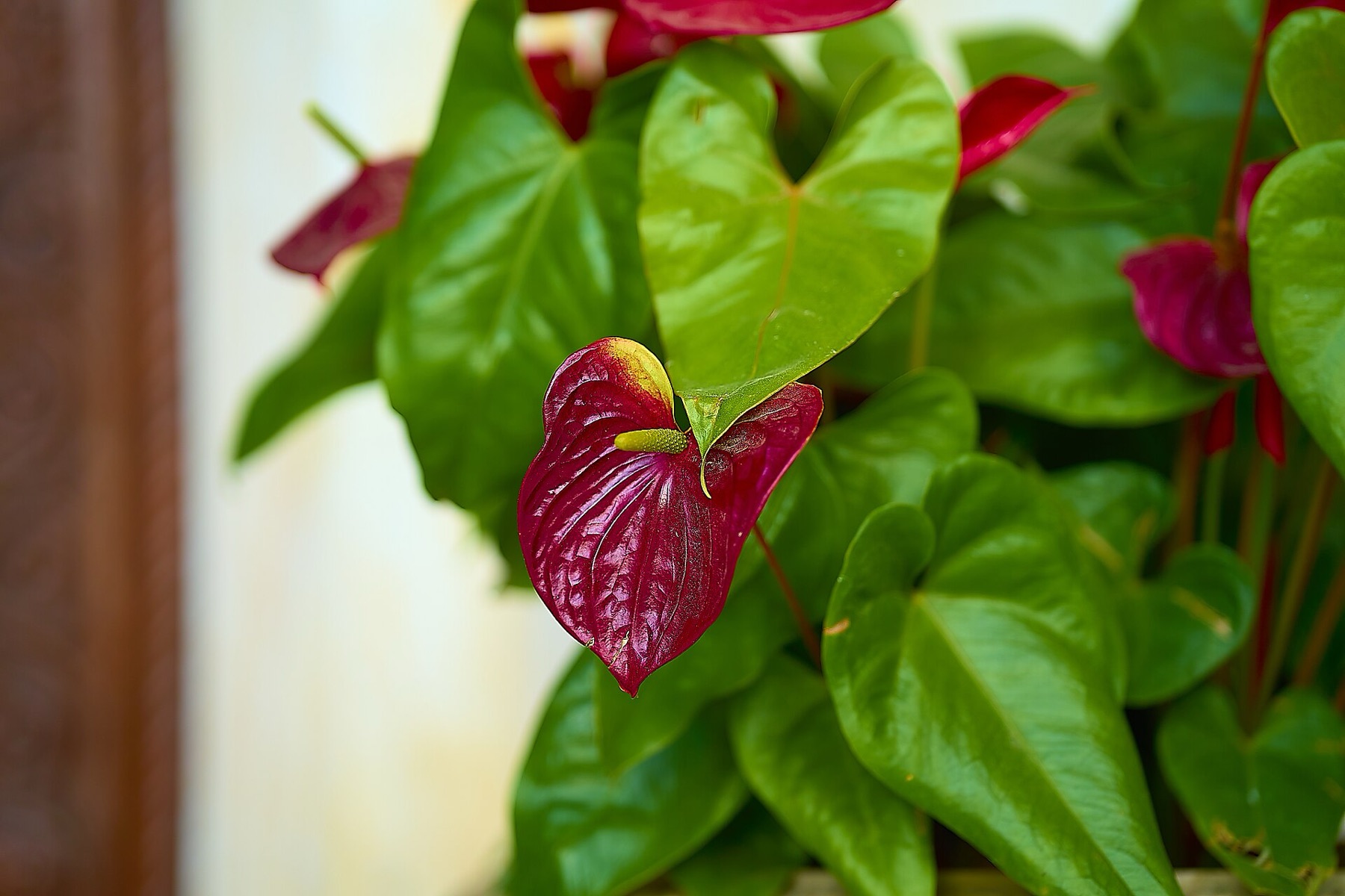 Anthurium — photo 12