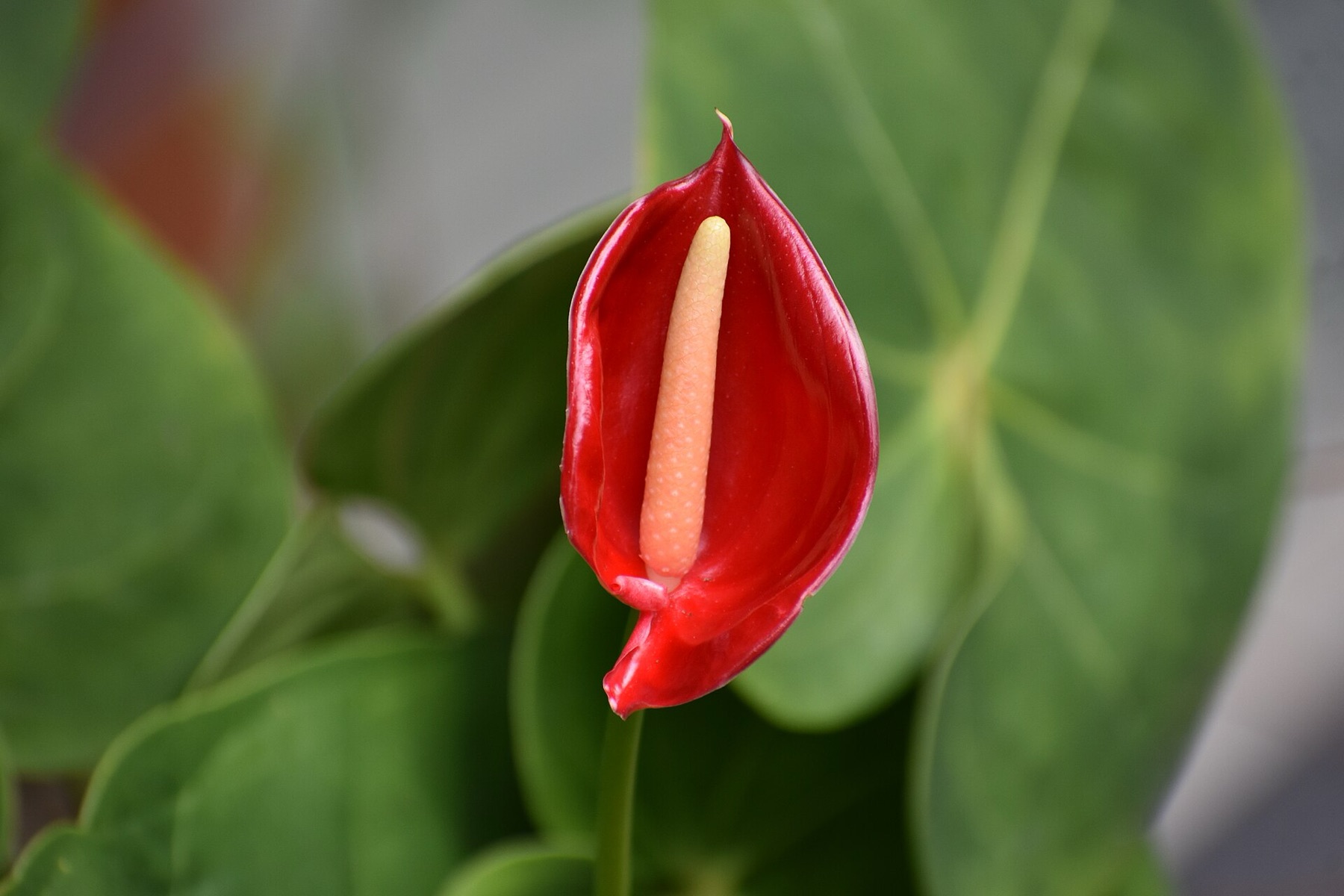 Anthurium — photo 13