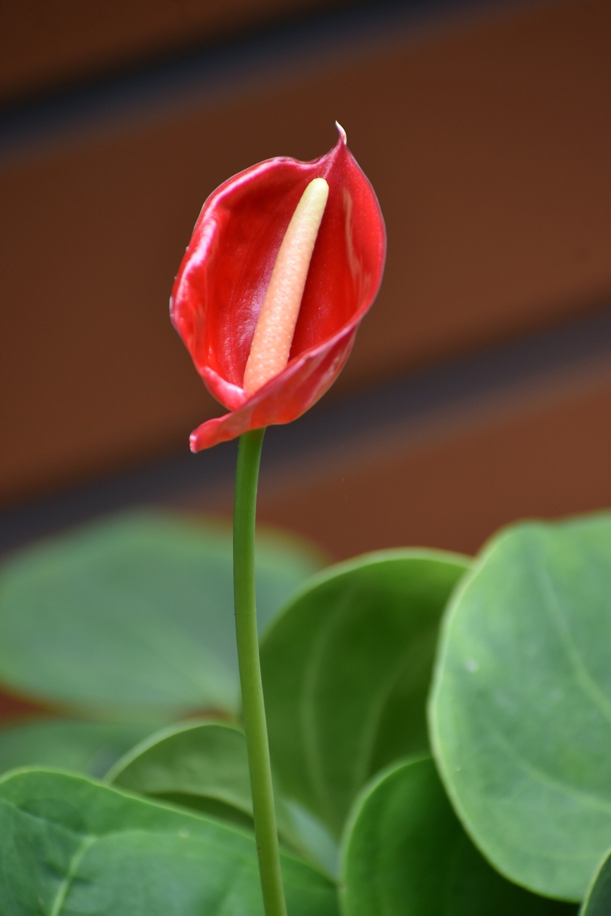 Anthurium — photo 14
