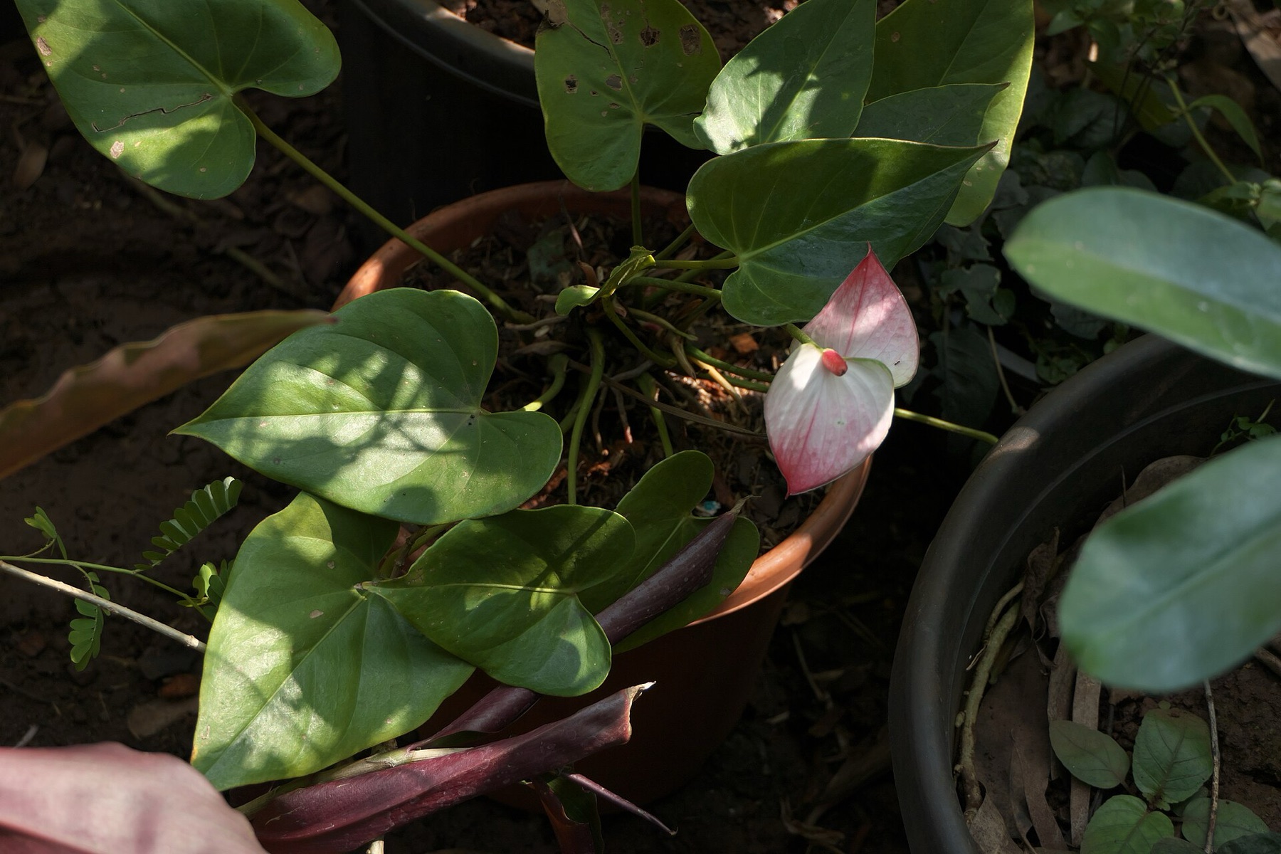 Anthurium — photo 15