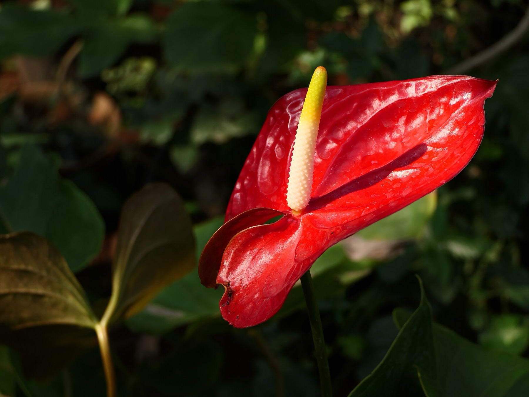Anthurium — photo 16