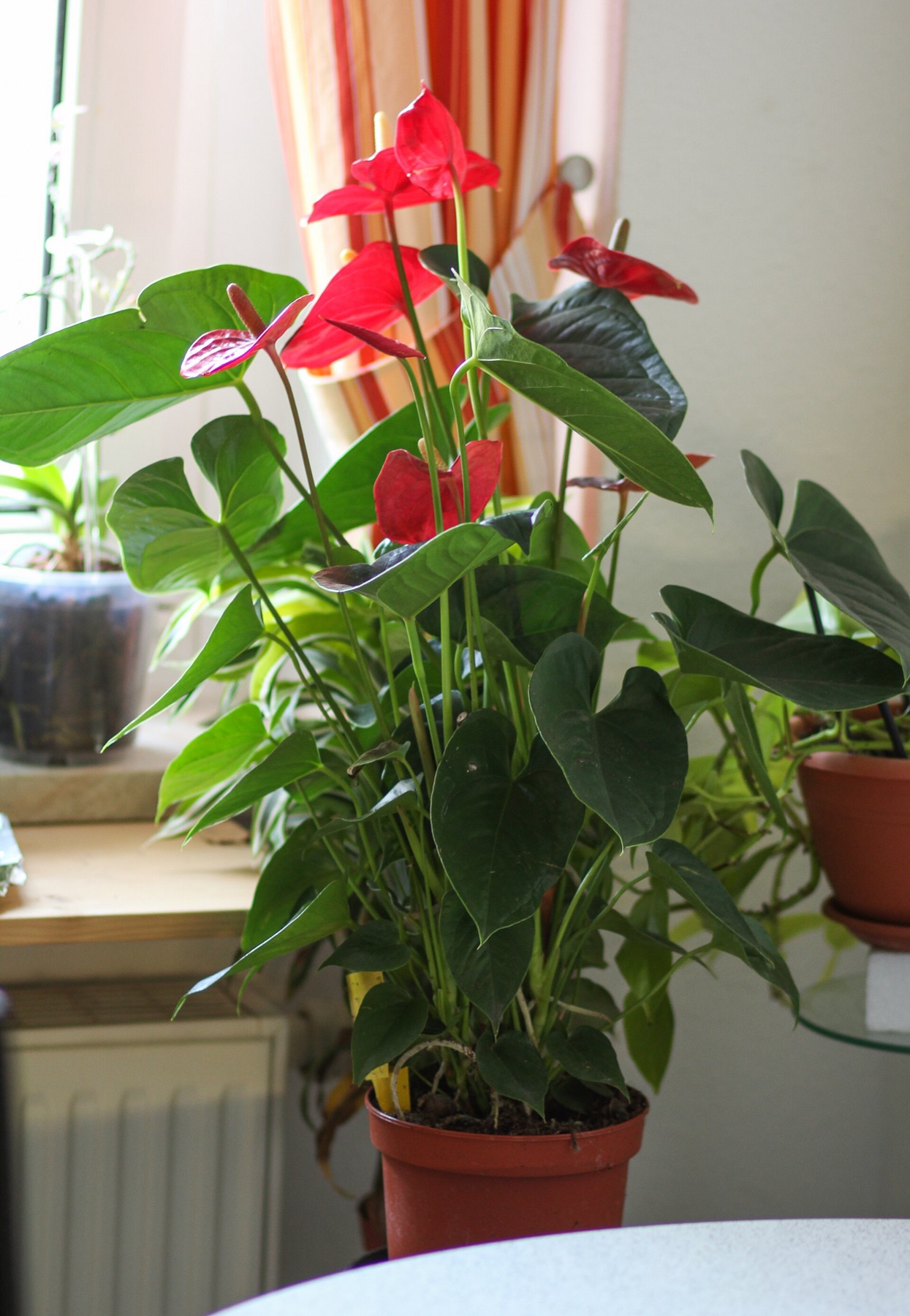 Anthurium — photo 17