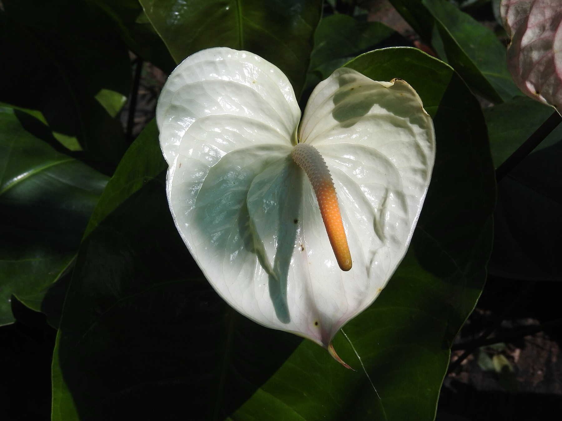 Anthurium — photo 18