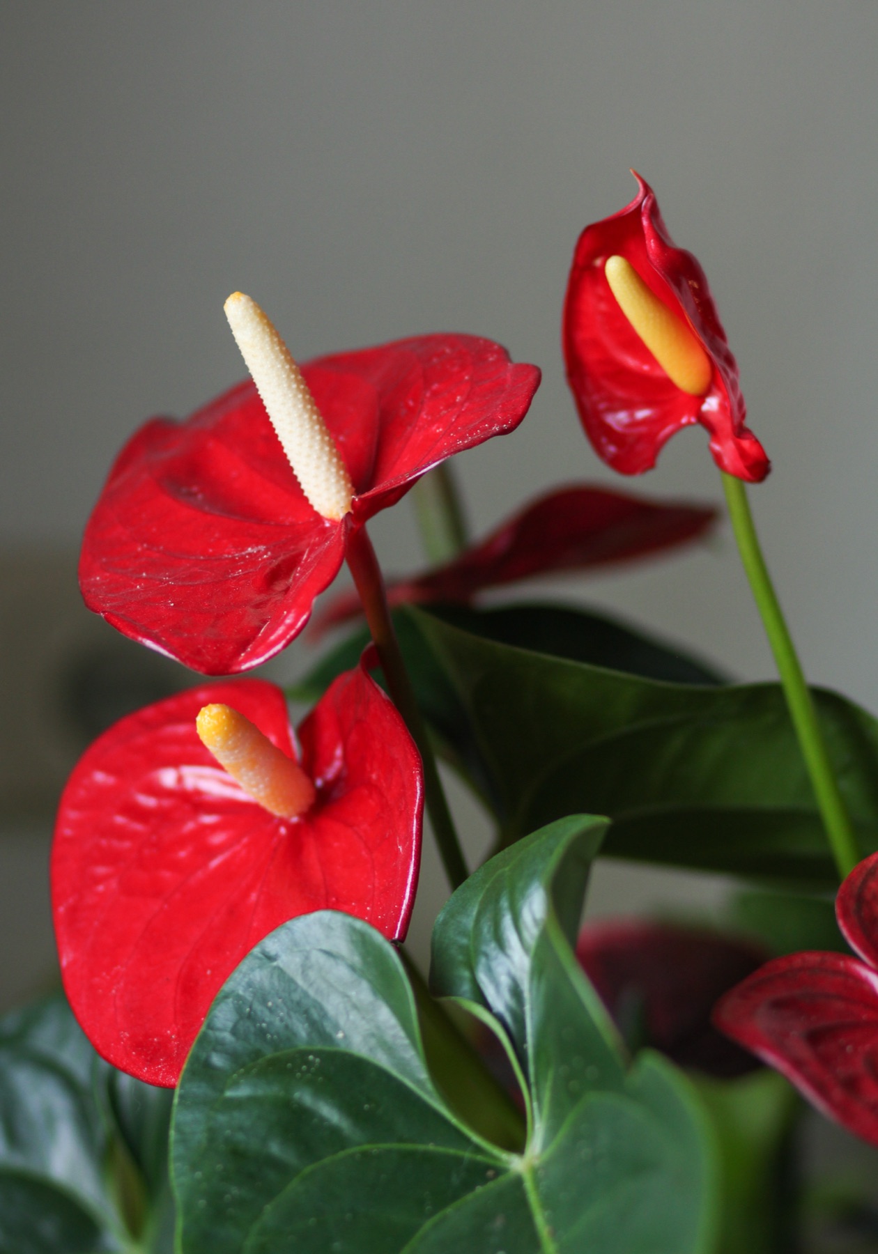 Anthurium — photo 20